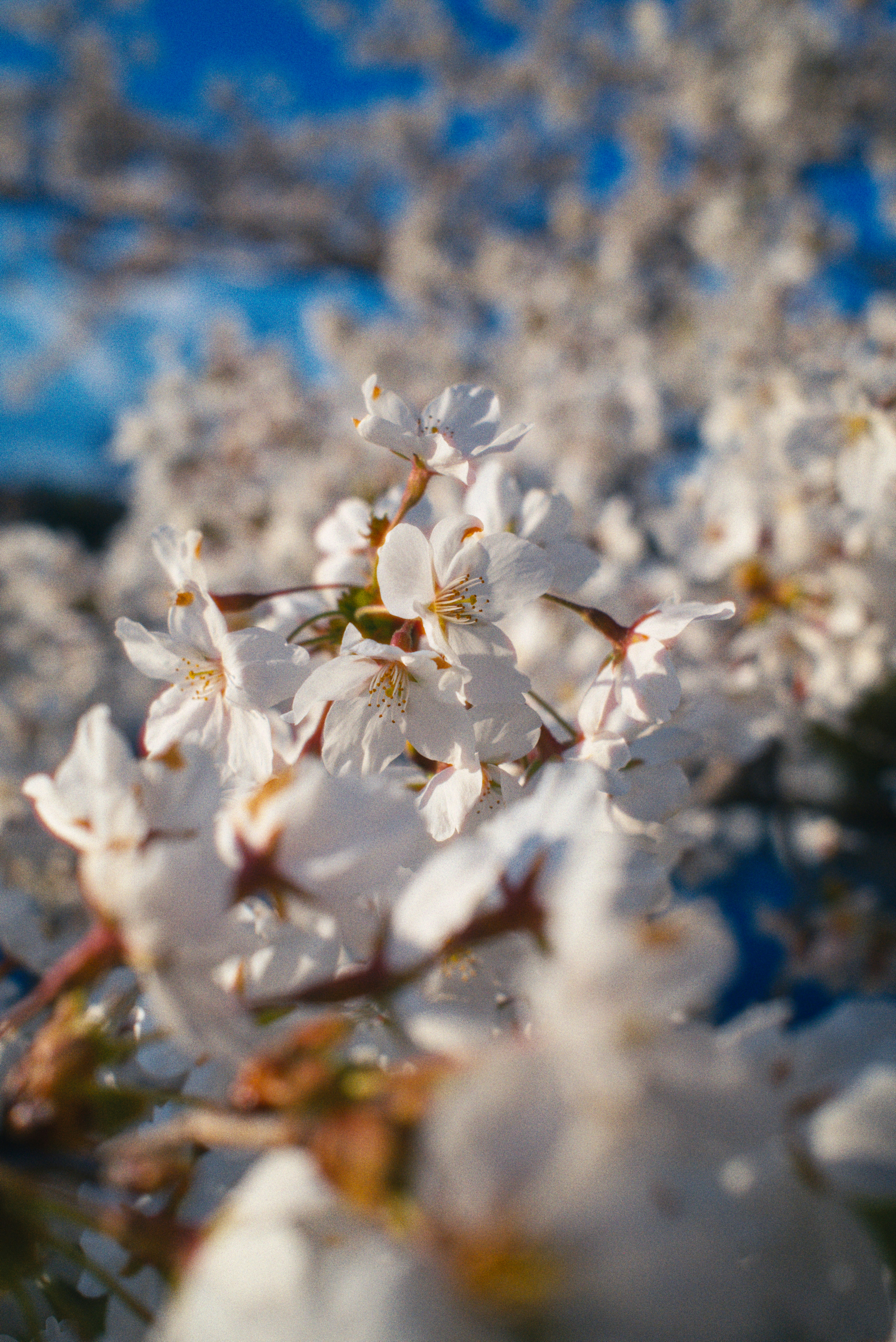 Close-up of delicate white cherry blossoms against a blue sky.