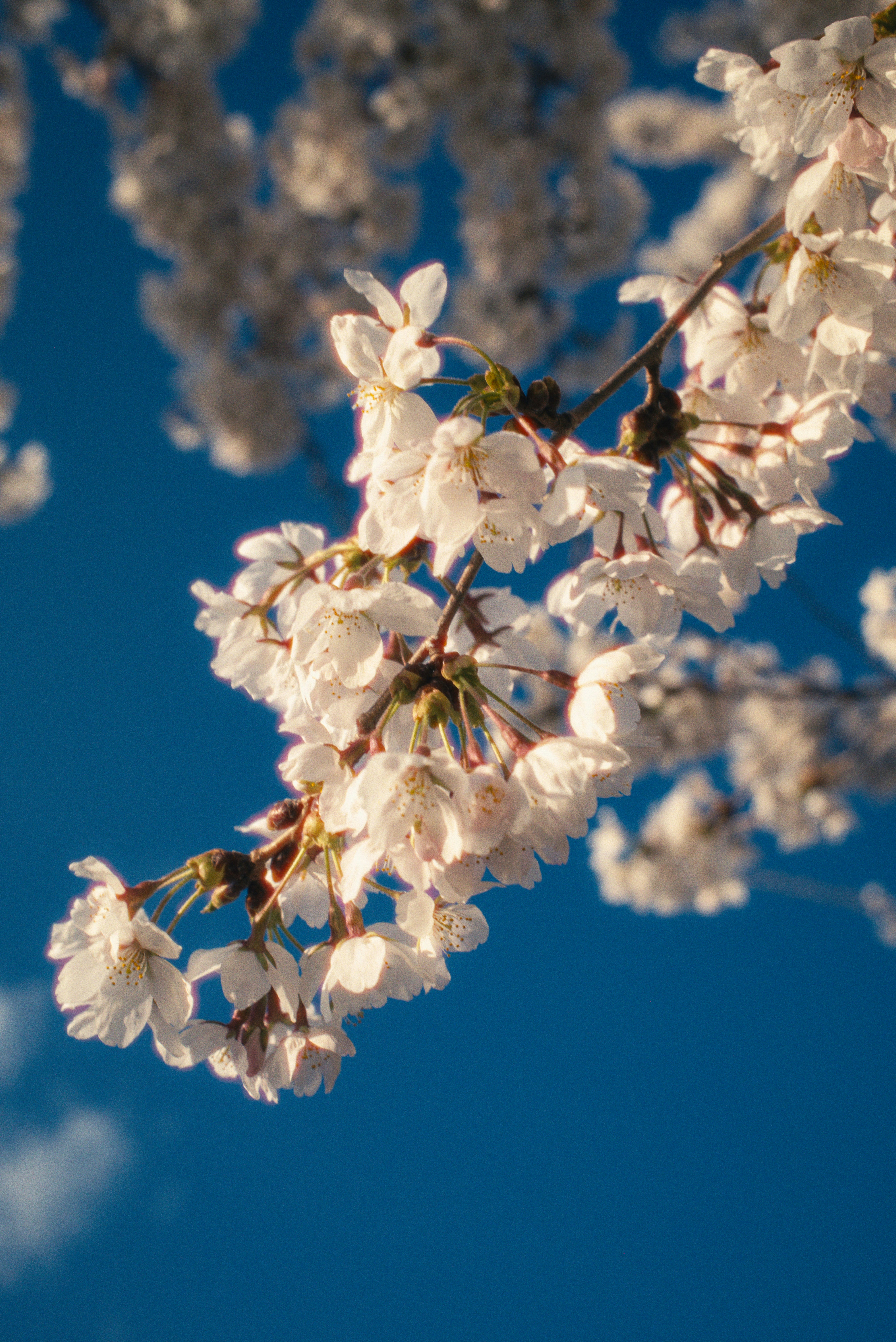White cherry blossoms bloom against a bright blue sky.