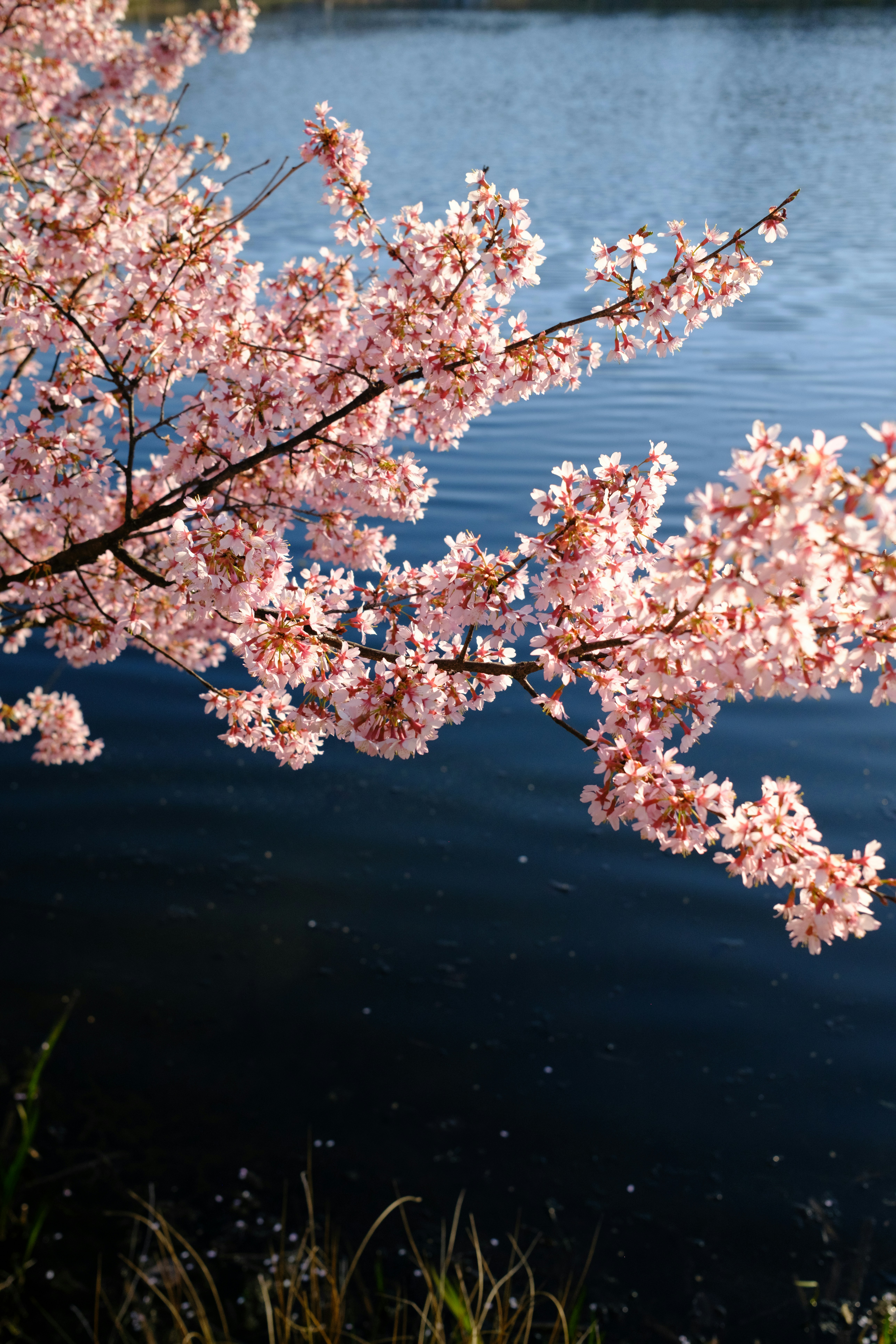 Pink cherry blossoms bloom over dark blue water