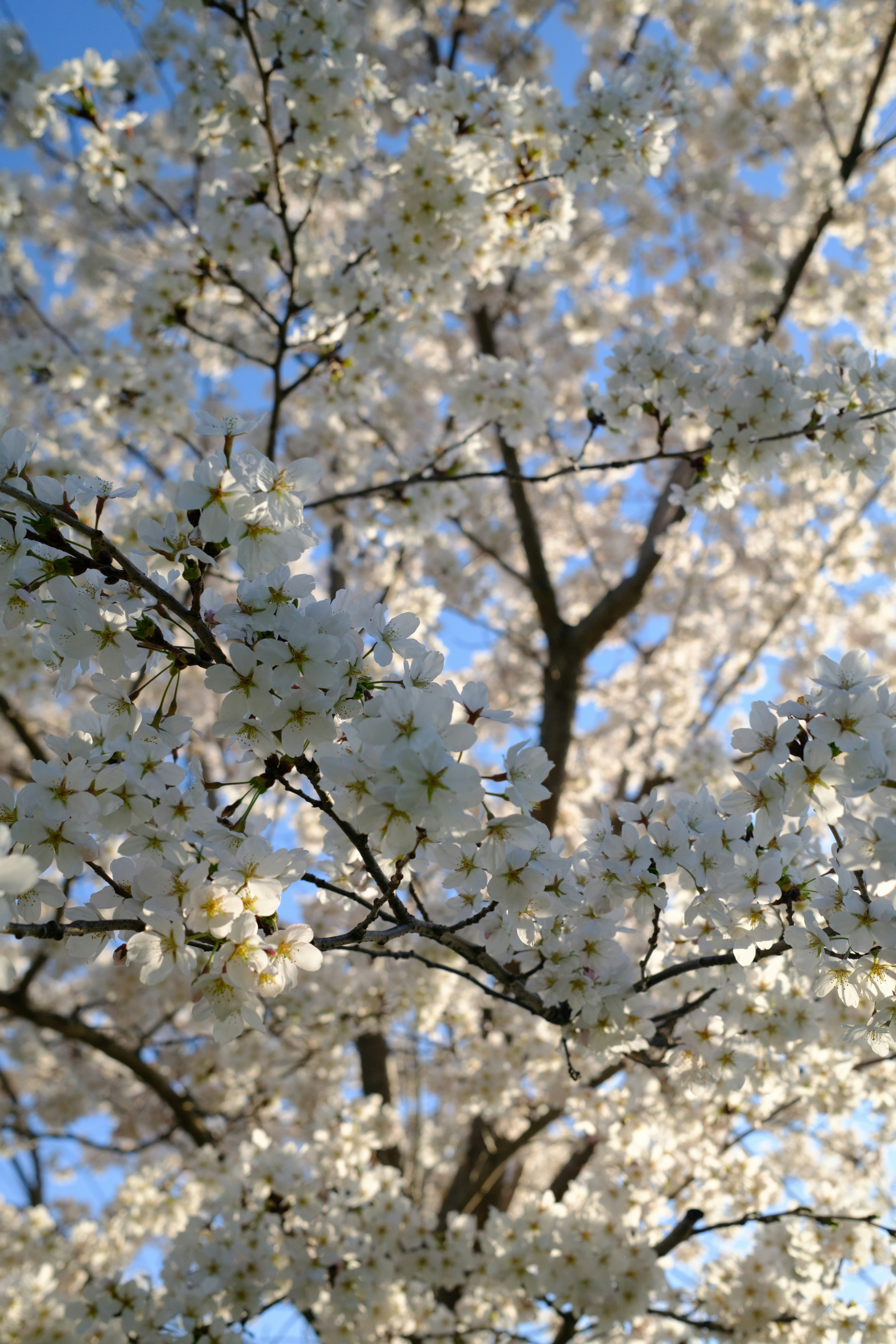 Close-up of white cherry blossoms on a tree.
