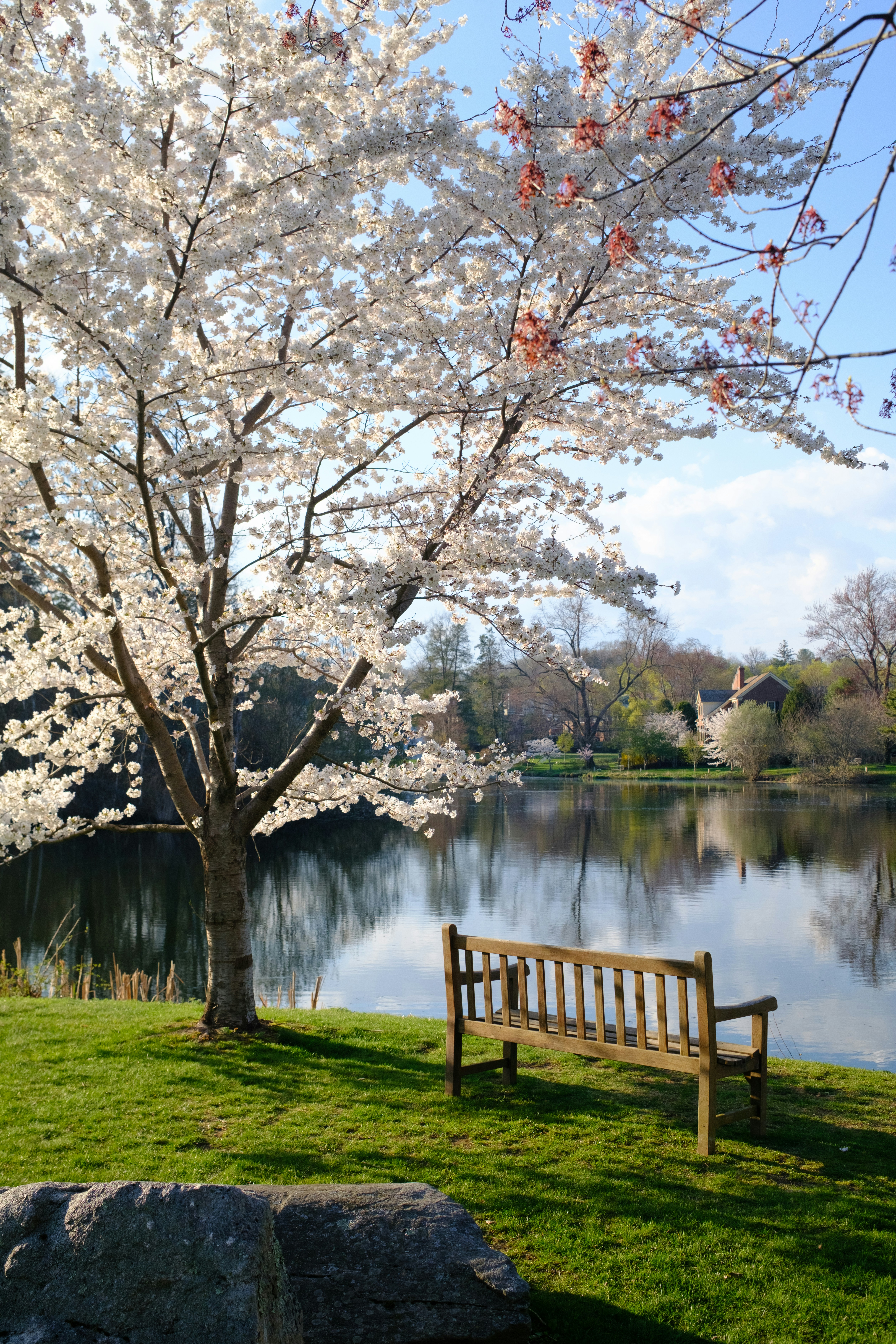 A blooming cherry blossom tree by a tranquil lake