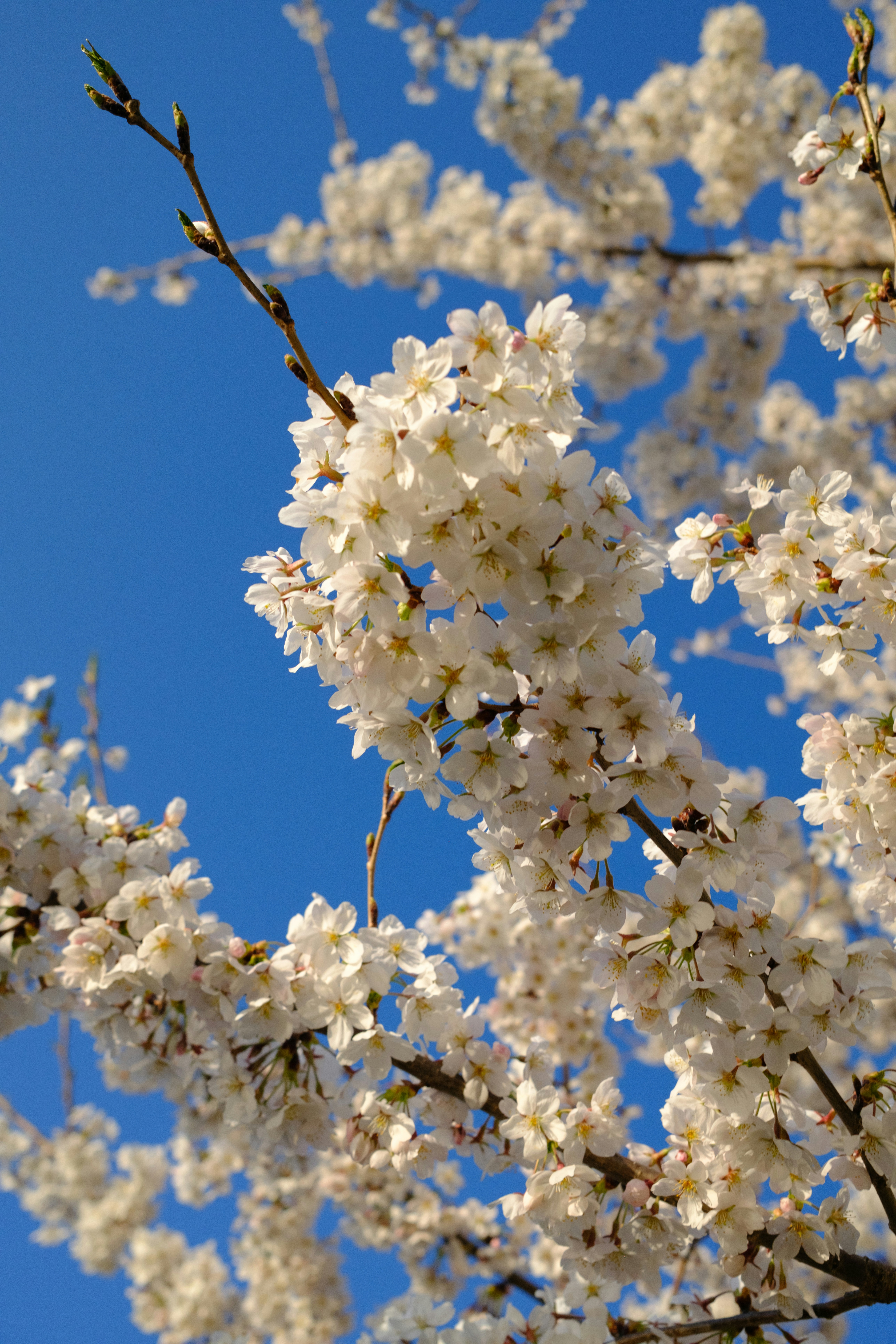 White cherry blossoms against a clear blue sky.