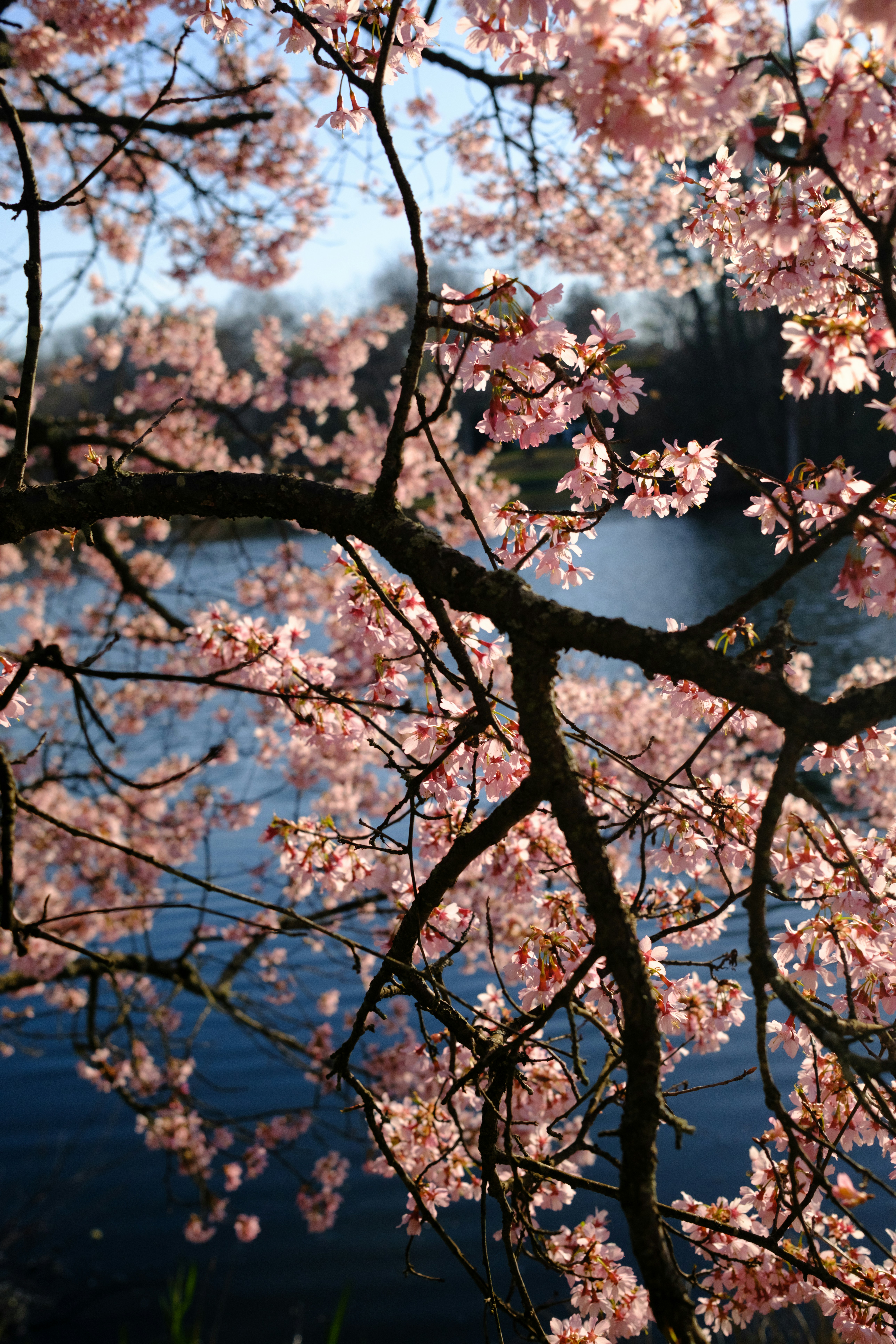 Pink cherry blossoms on branches with water background