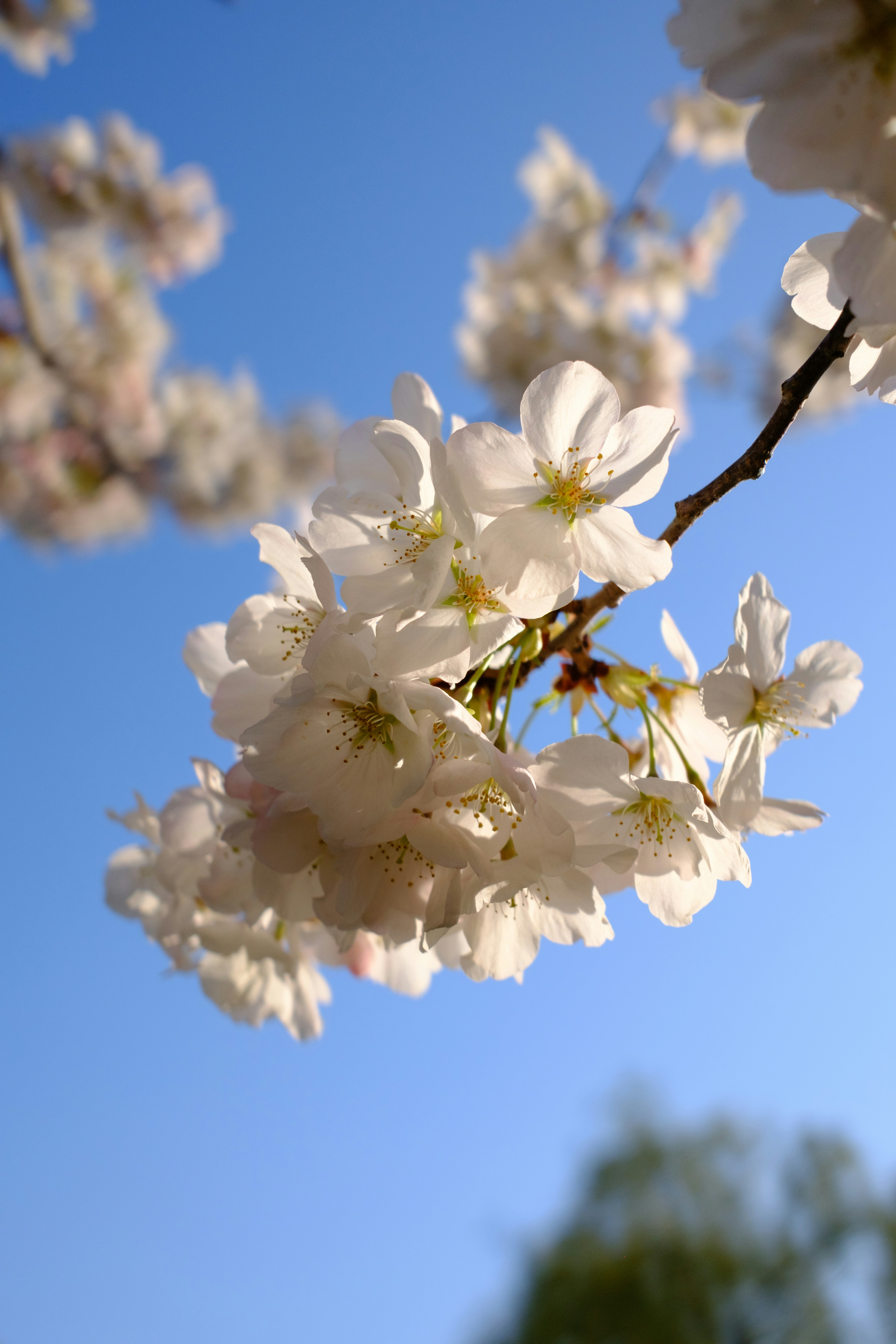 White cherry blossoms against a clear blue sky