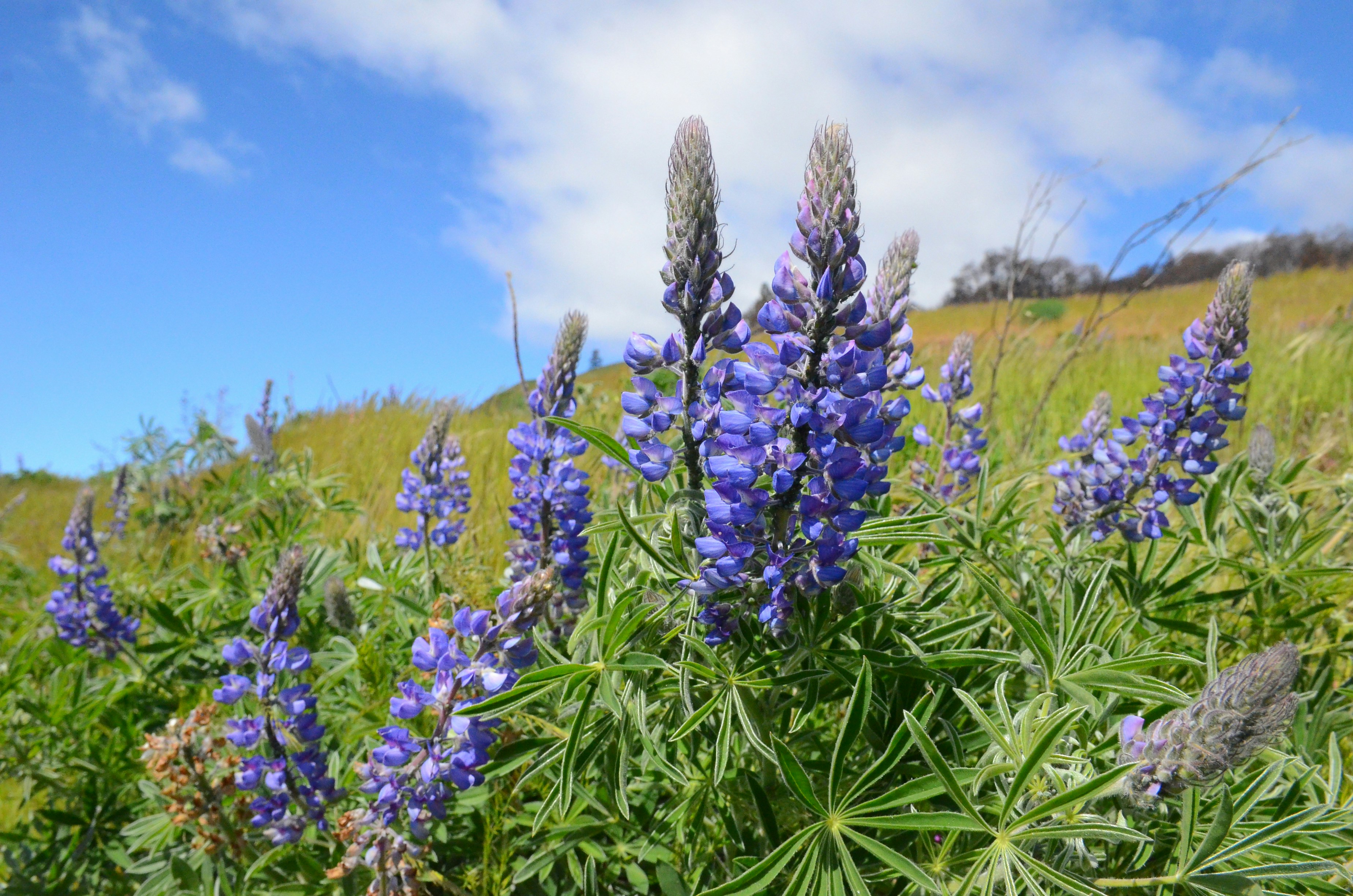 Flores lupinas roxas florescem sob um céu azul.