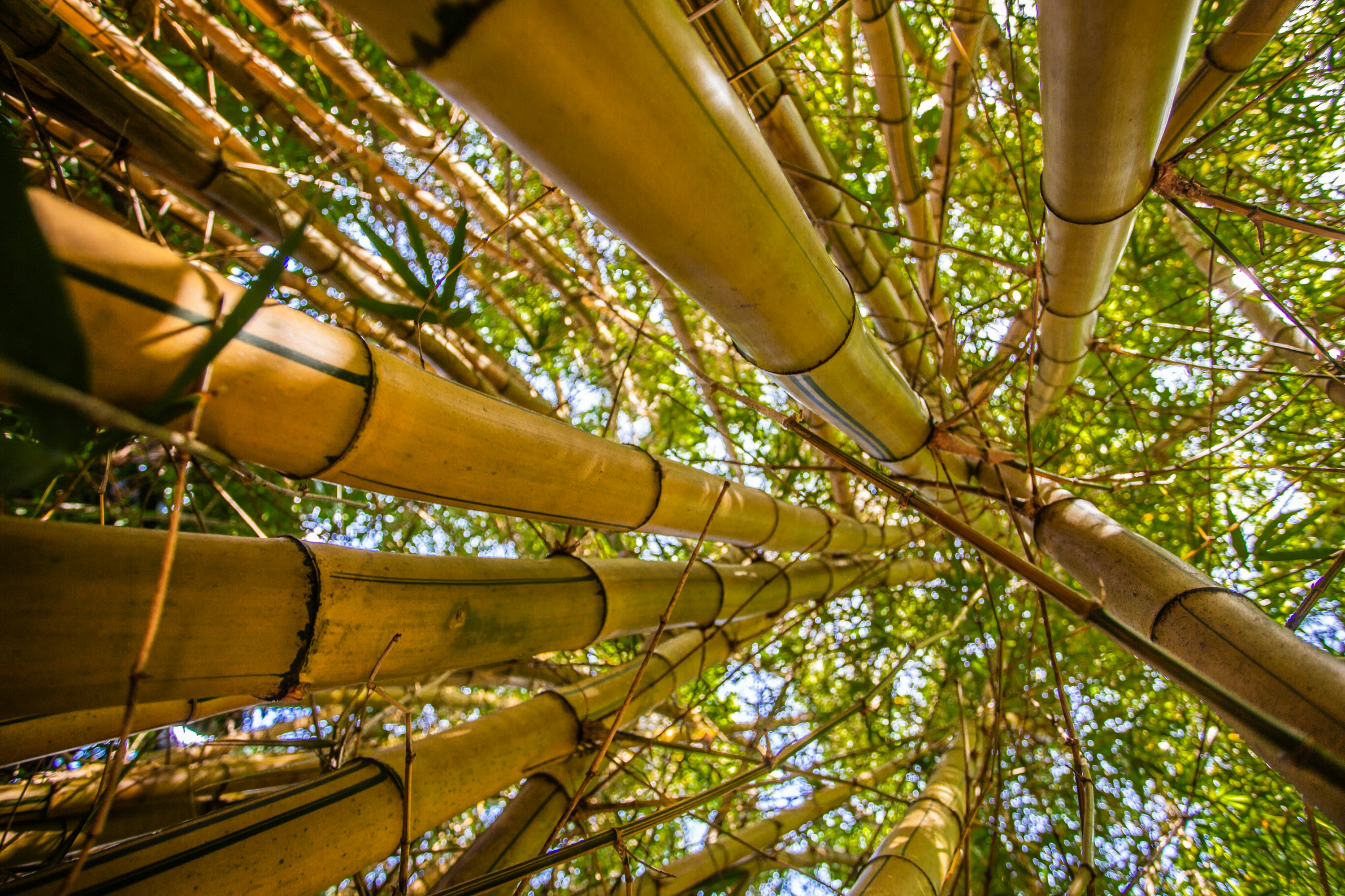 Guardando in alto attraverso una fitta chioma di bambù