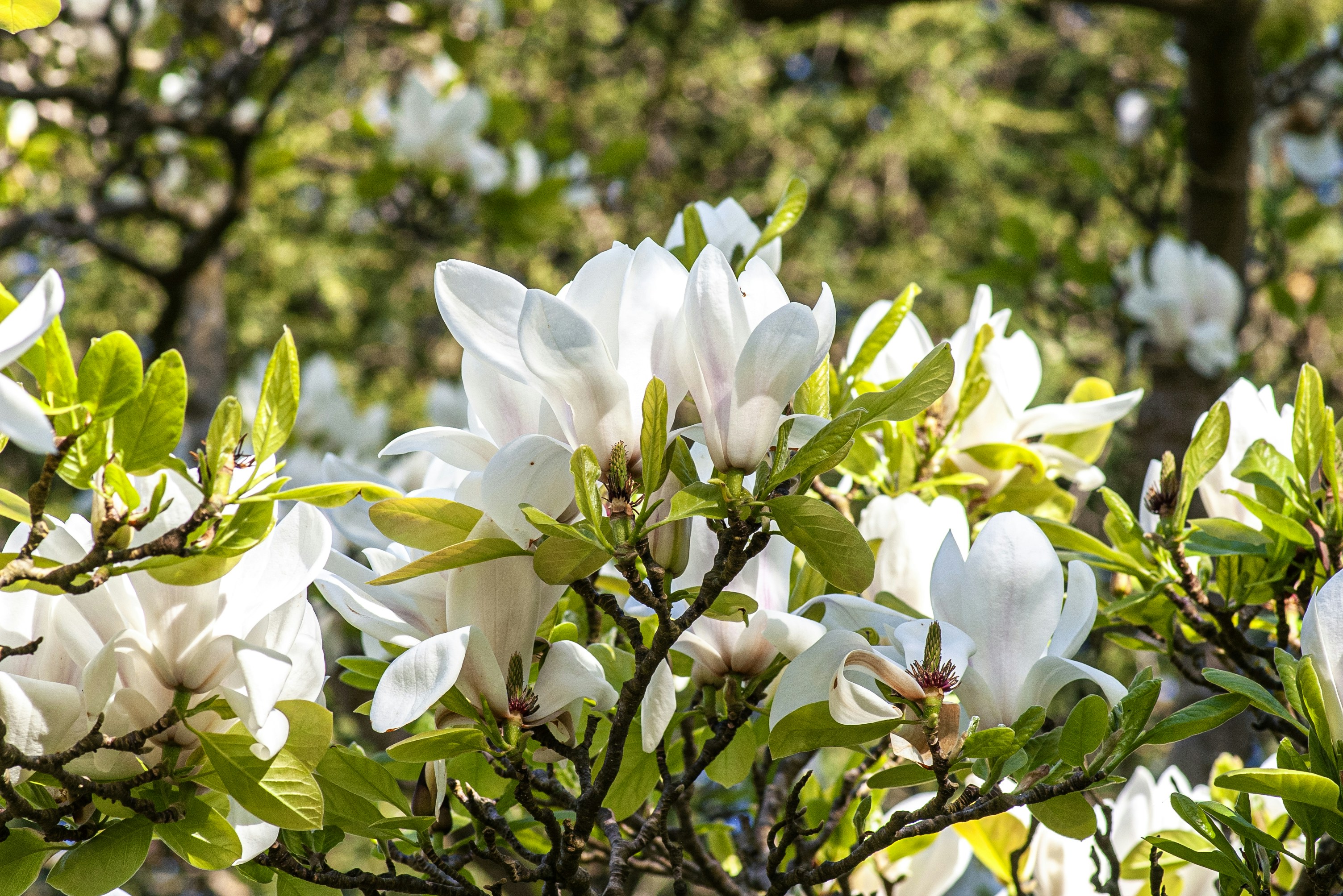 White magnolia blossoms on a tree in sunlight photo – Free Flowers ...
