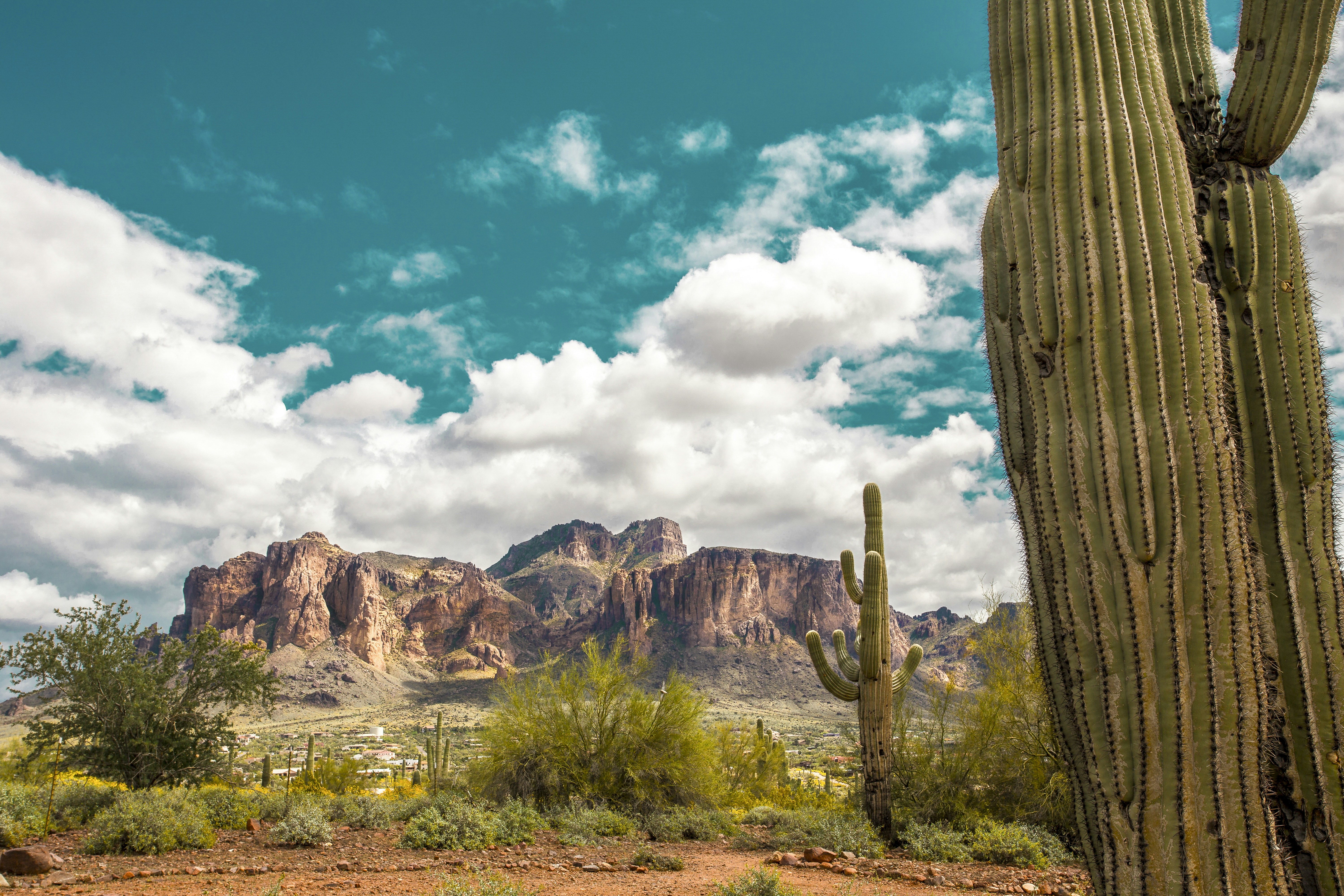 Paesaggio desertico con cactus saguaro e montagne.
