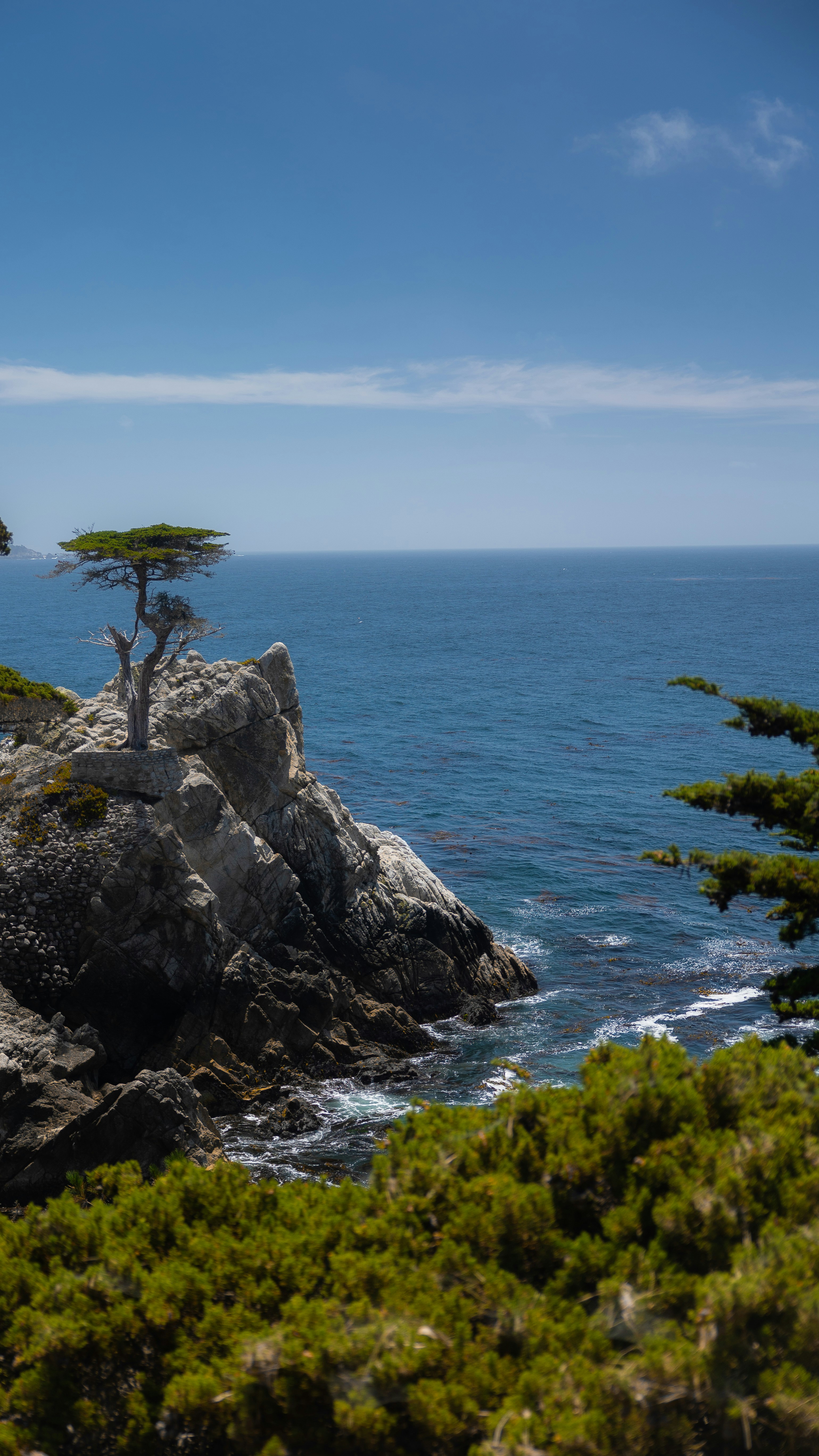 Cipresso solitario sulla costa rocciosa con vista sull'oceano blu