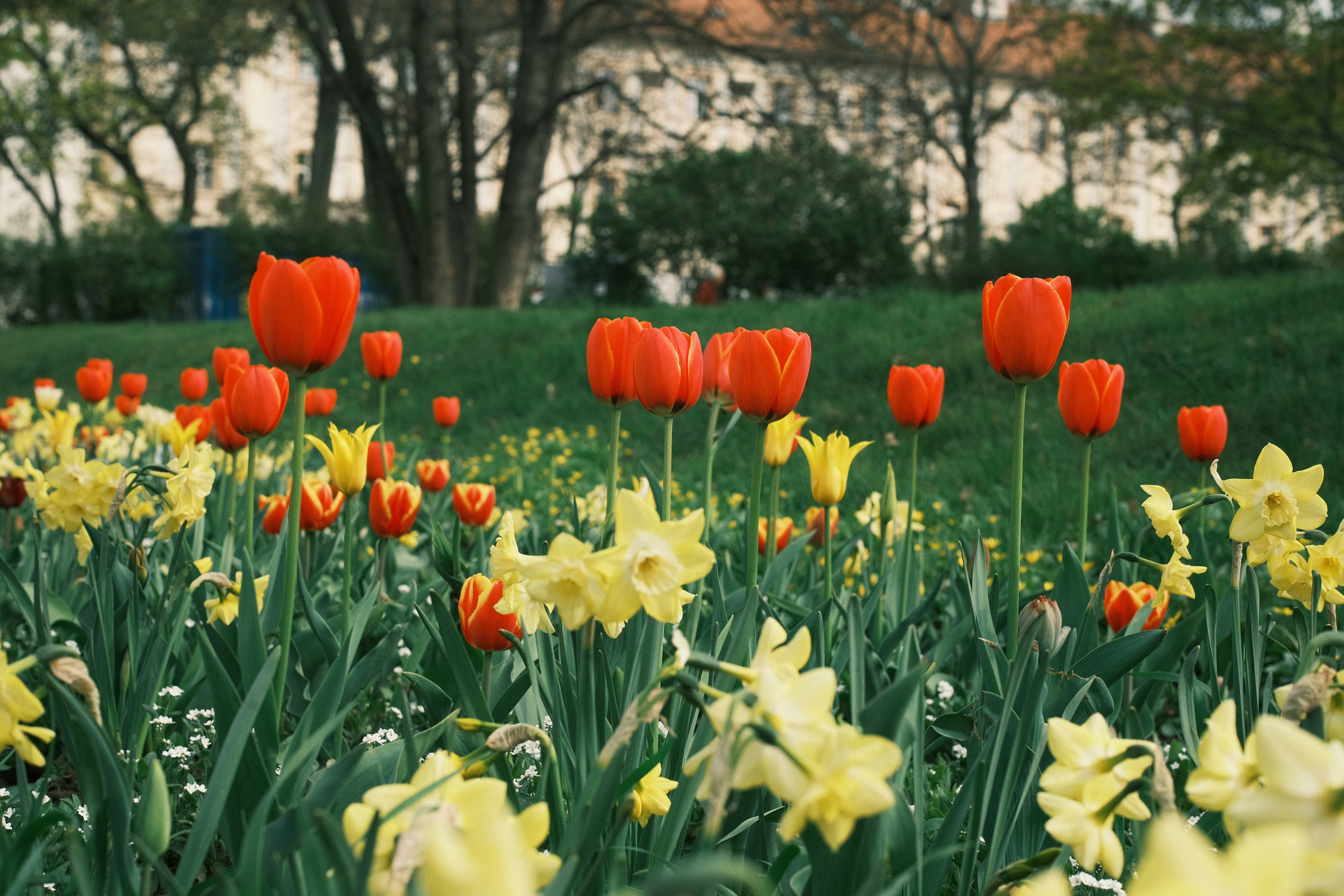 Spring flowers blooming near an outdoor AC unit - spring maintenance to prevent summer breakdowns