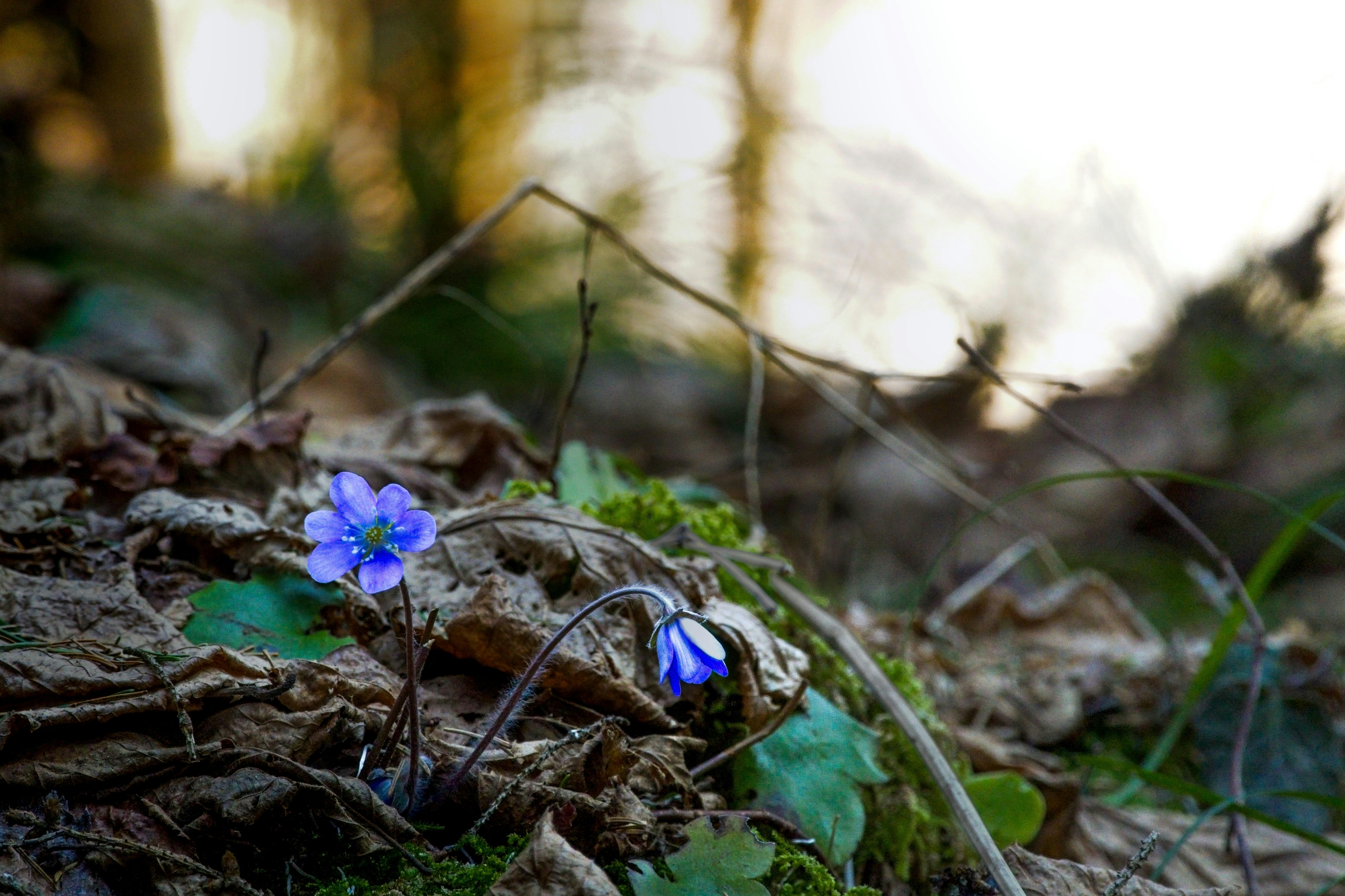 Two blue flowers bloom on forest floor