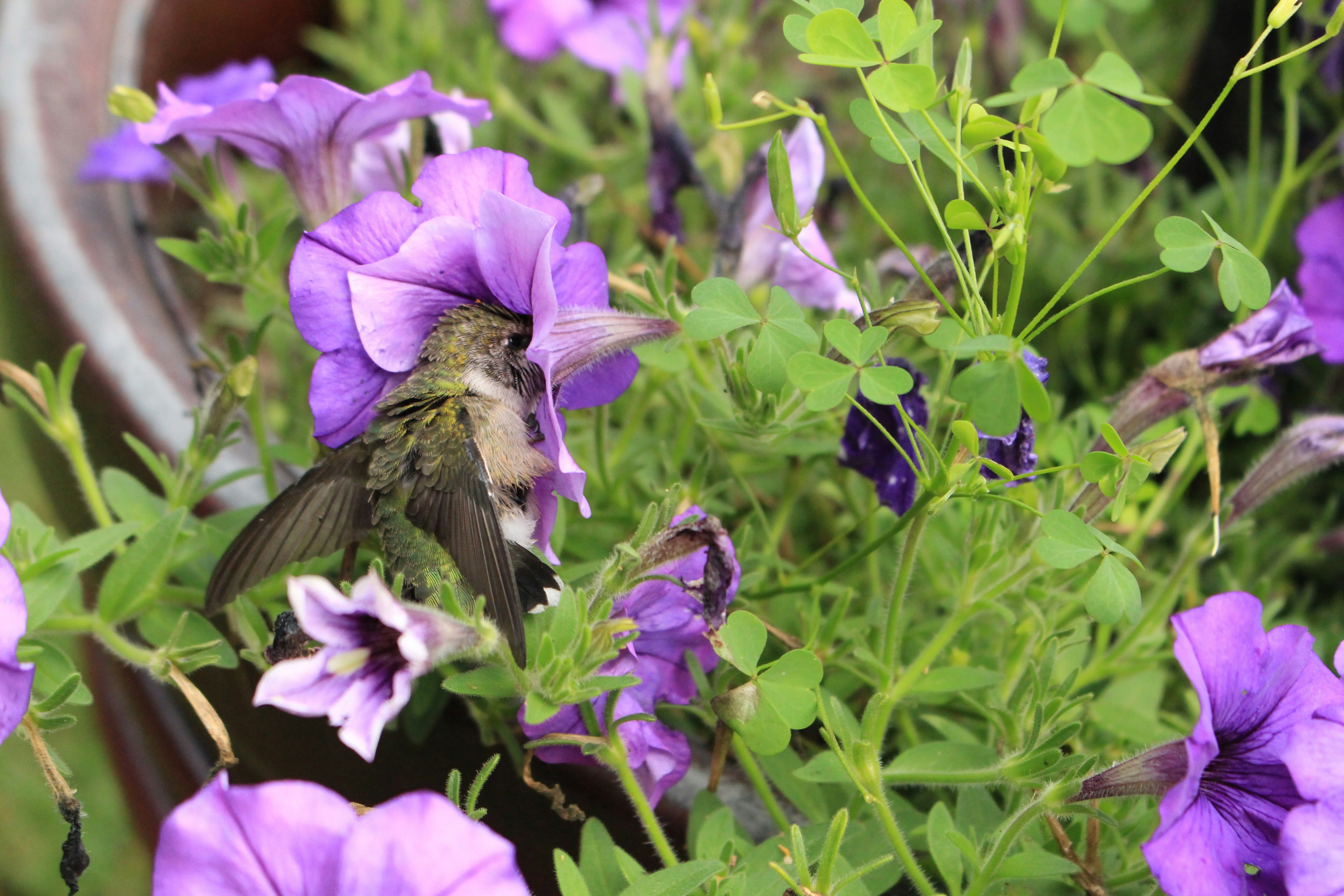 紫色のペチュニアの花を食べているハチドリ。