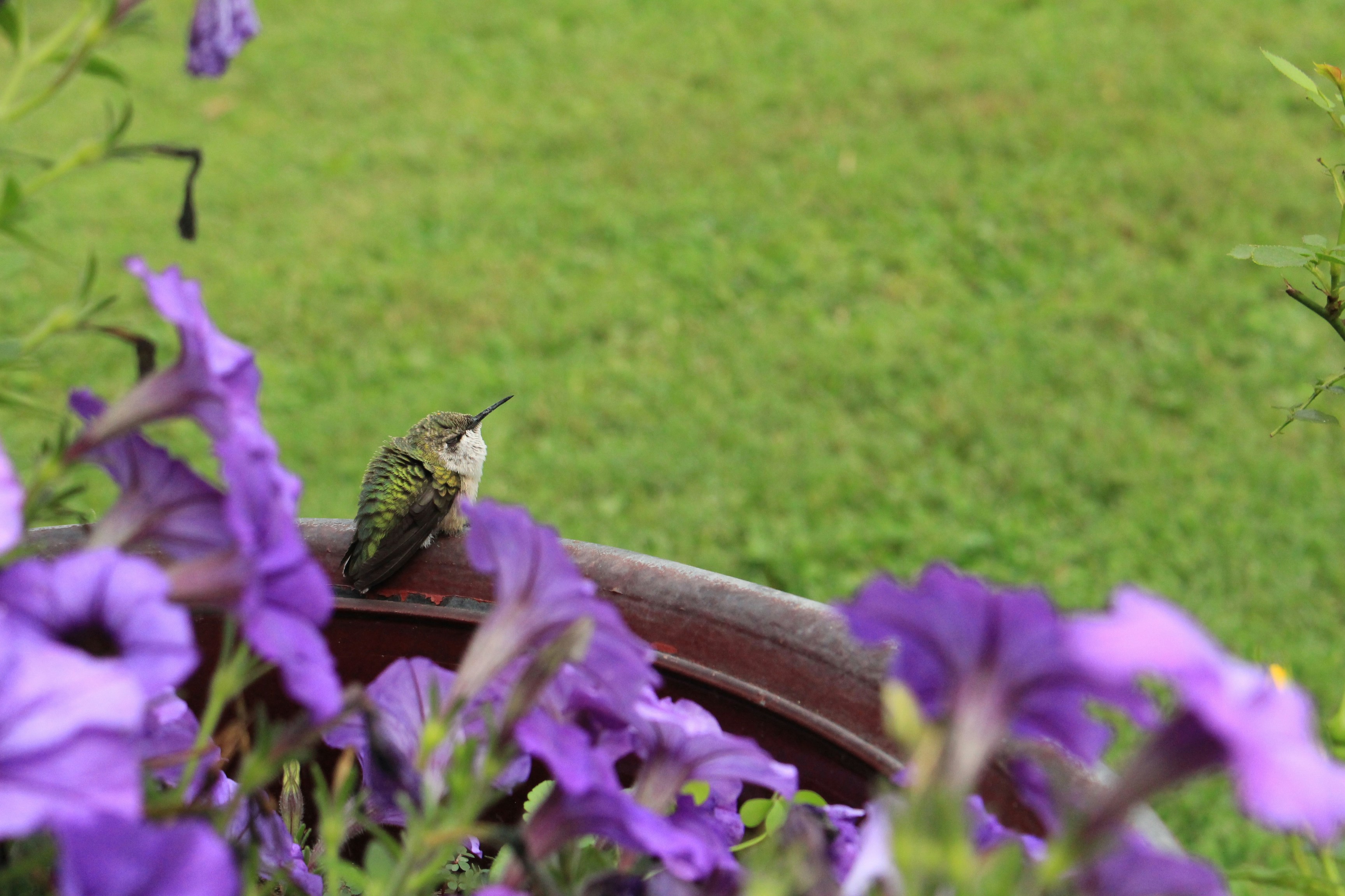 ハチドリが紫色の花に囲まれた鉢に止まっている。