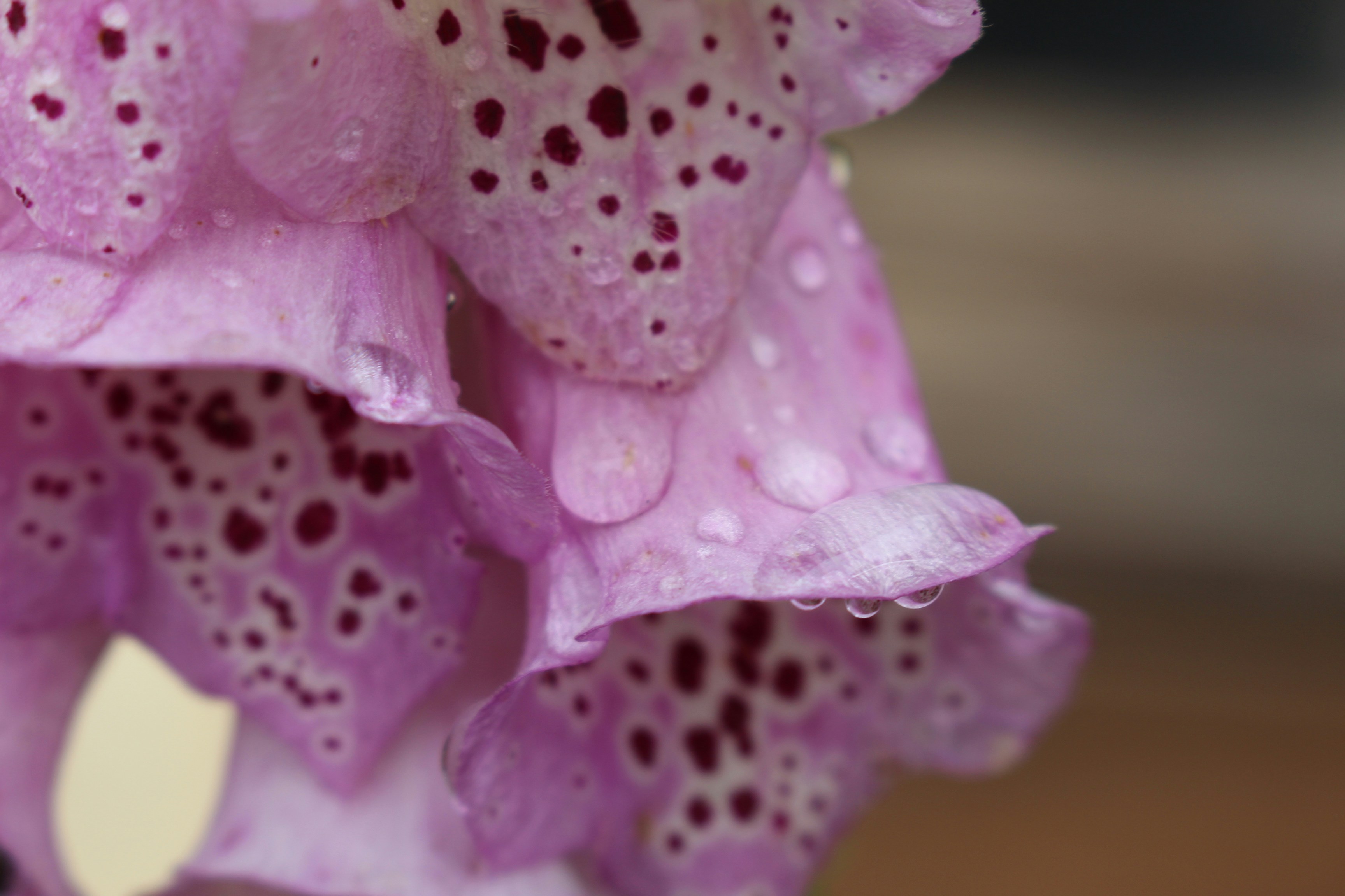 水滴がついたピンク色のジギタリスの花。