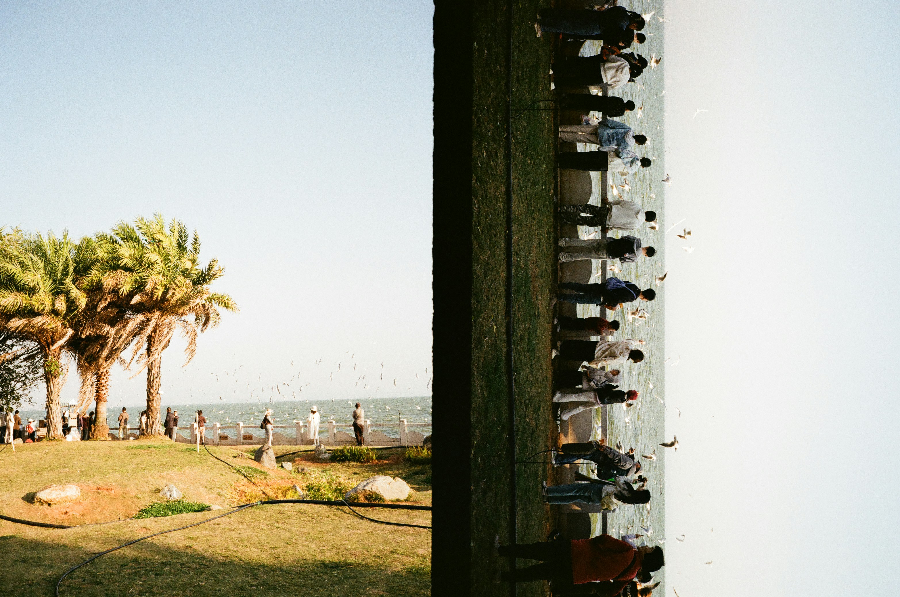 People standing by the ocean with palm trees