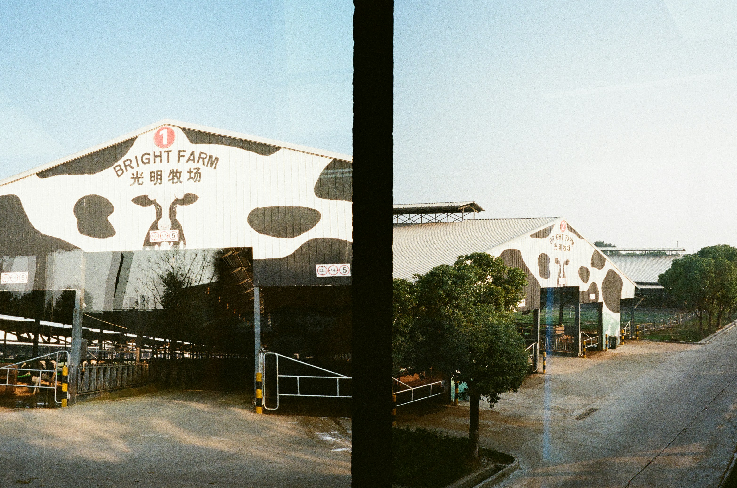 Barns with cow print design at bright farm.