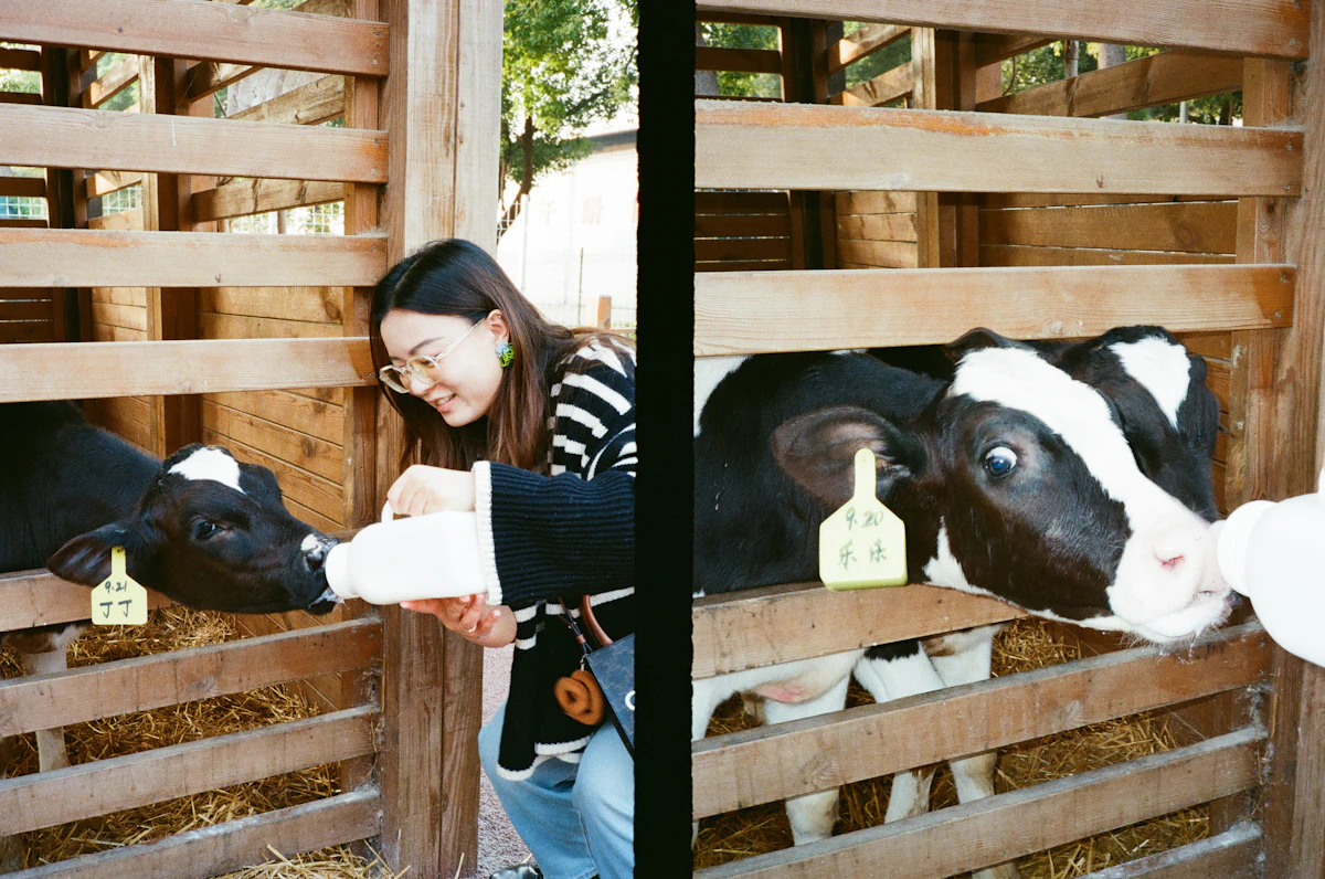 Newborn calf feeding at dairy farm