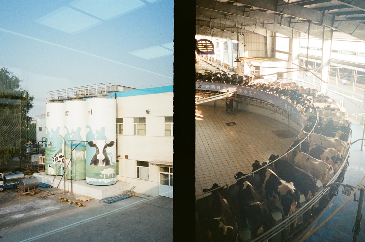 Cows inside a modern dairy milking facility