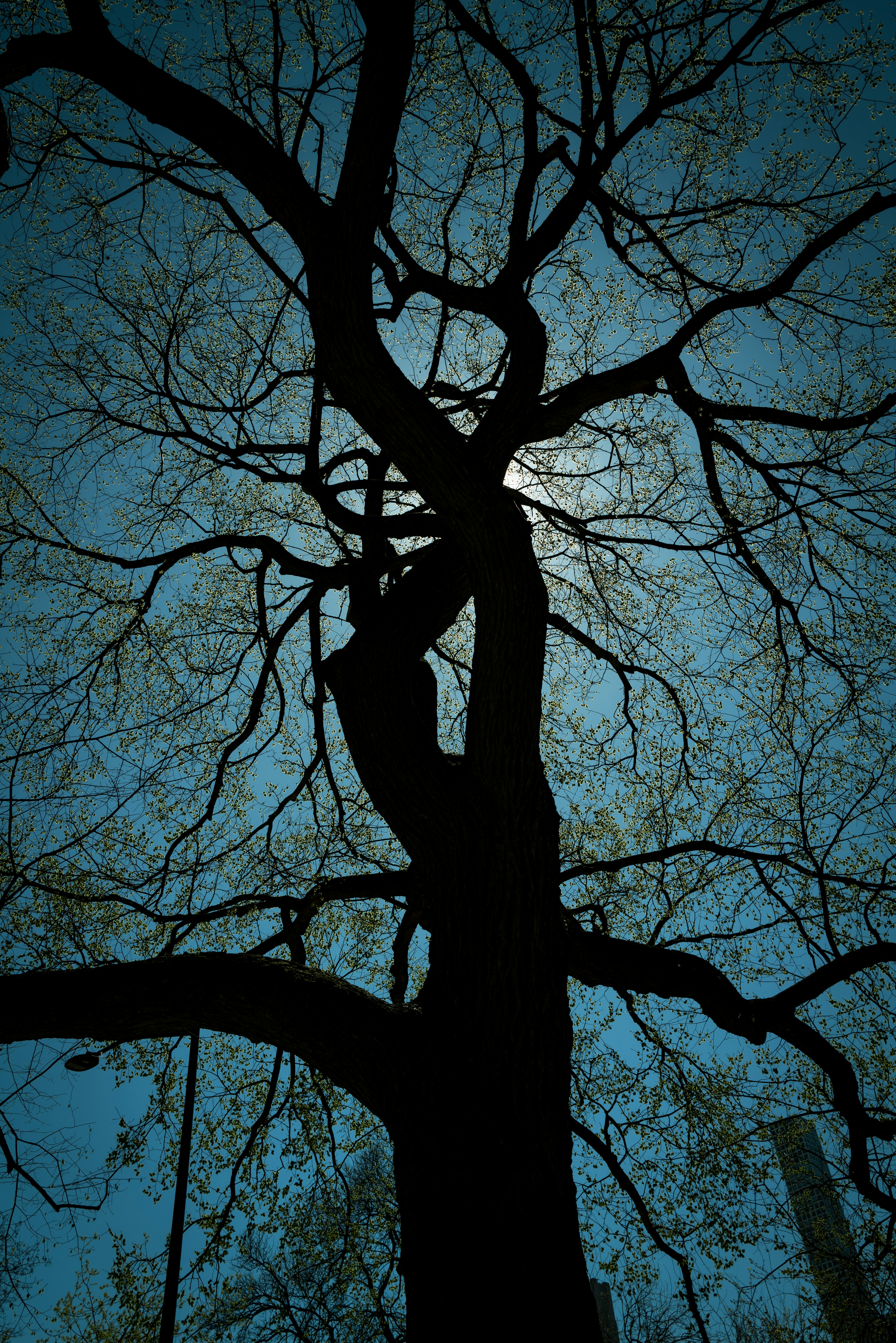 Silhouette of a bare tree against a bright blue sky