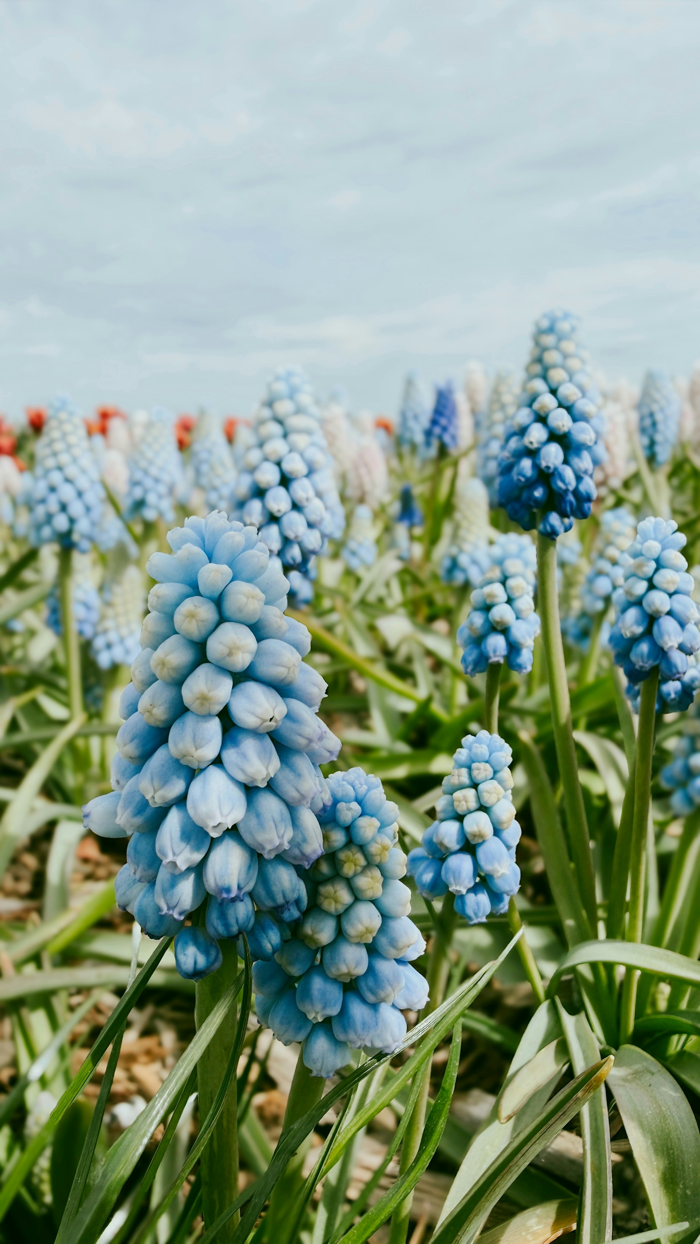 Field of blue grape hyacinth flowers under a cloudy sky