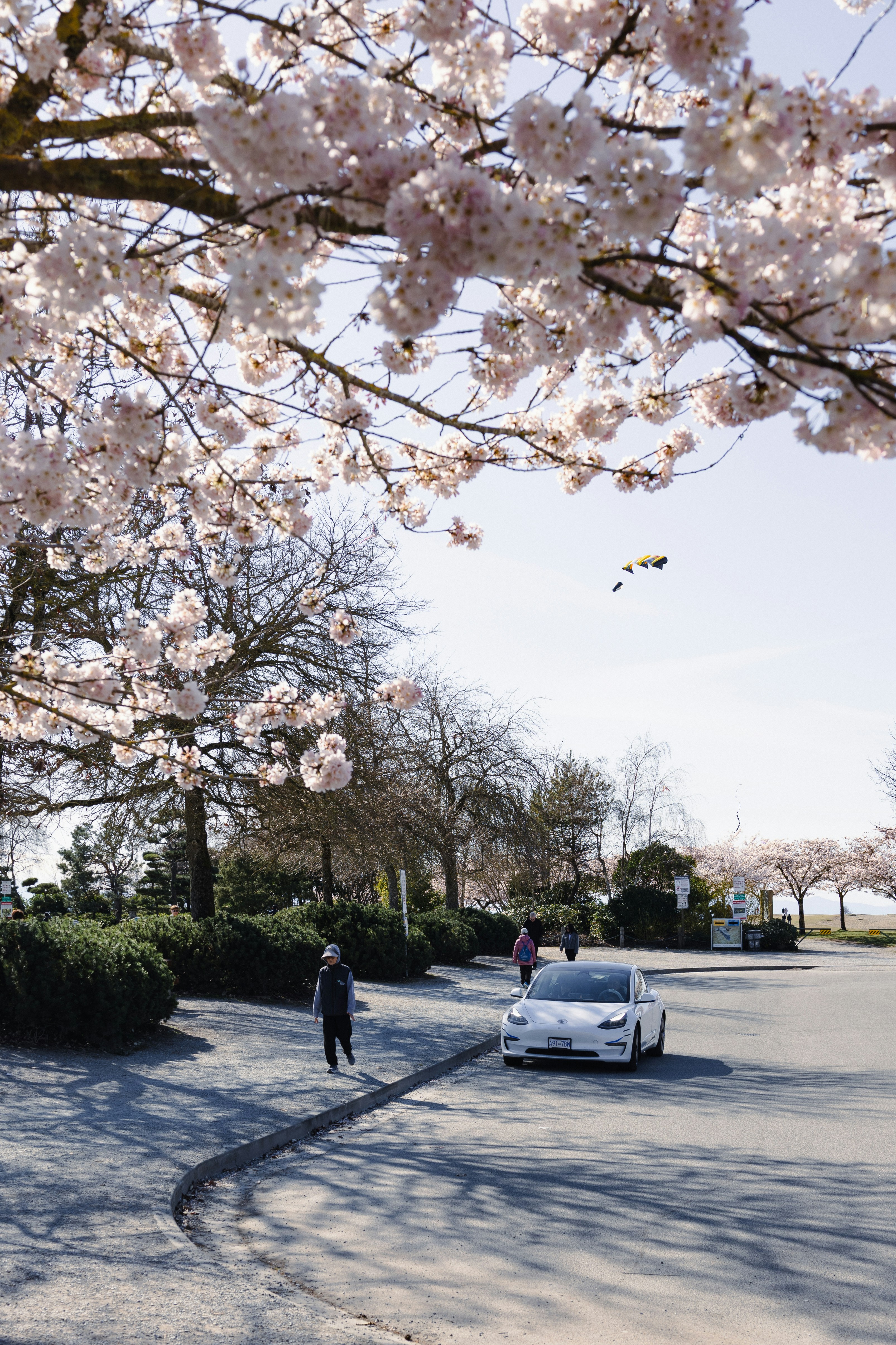 Bunga sakura mekar di atas jalan dengan mobil.