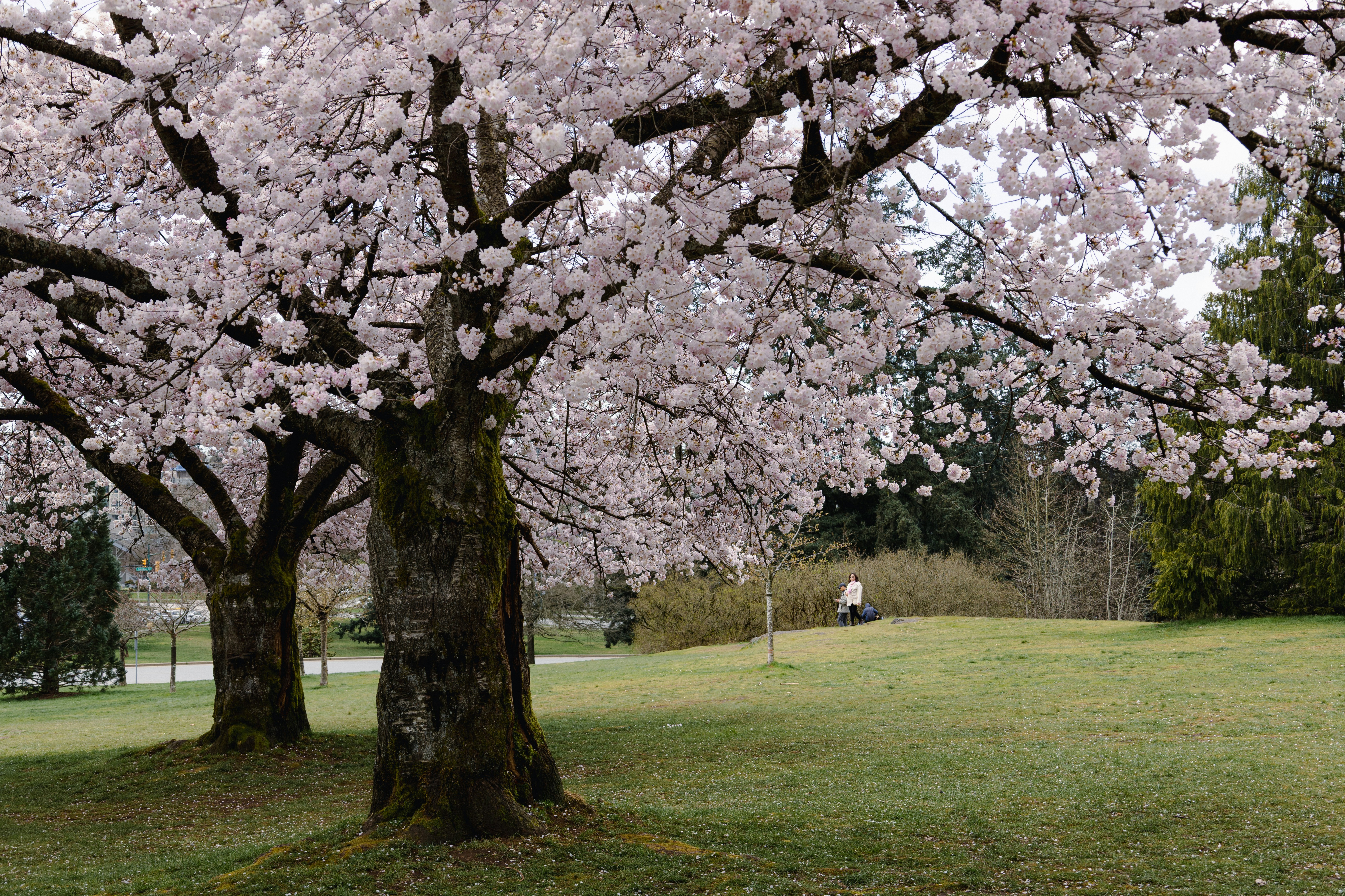 Cherry blossom trees in a park with green grass