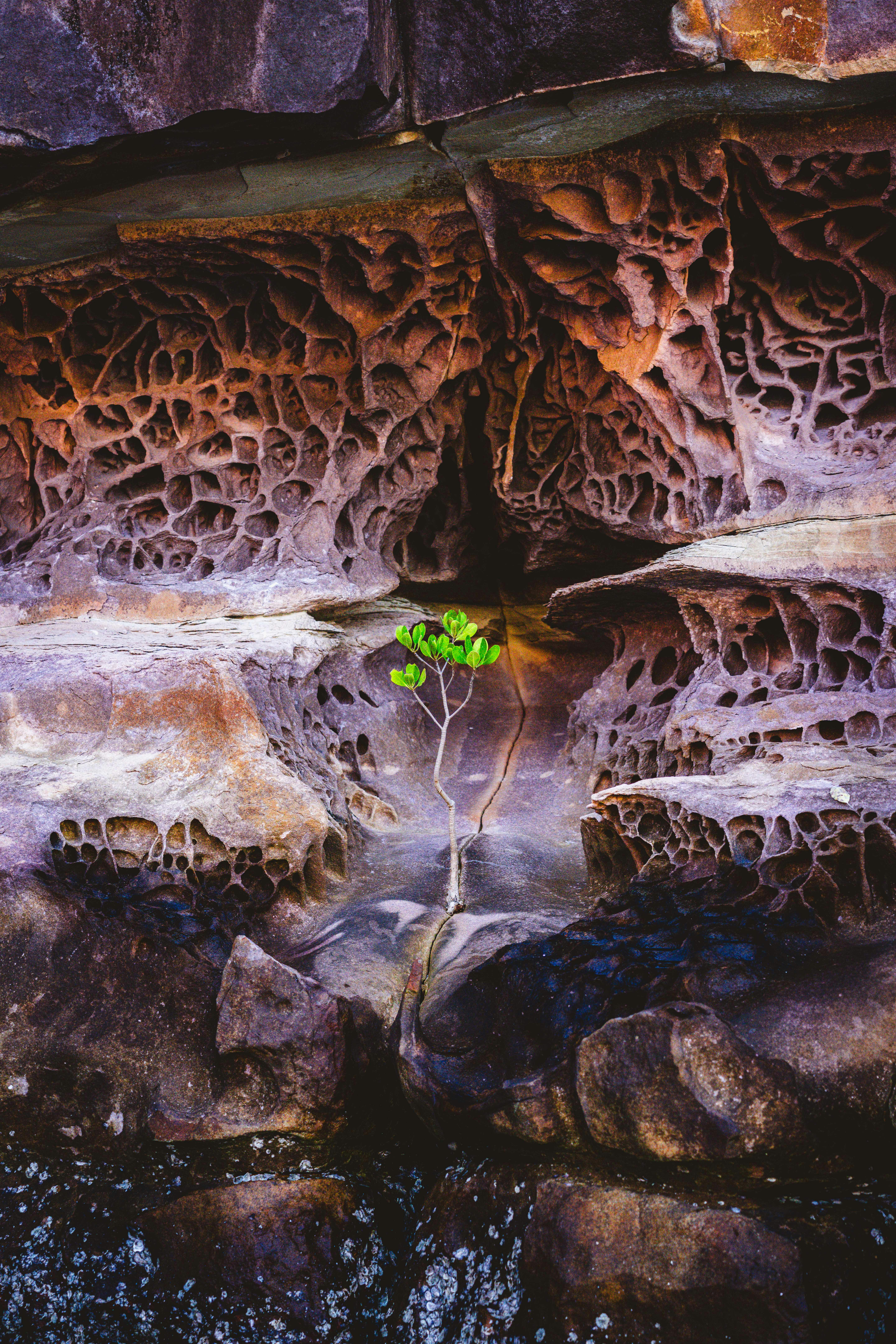 Un pequeño árbol crece entre formaciones rocosas erosionadas.