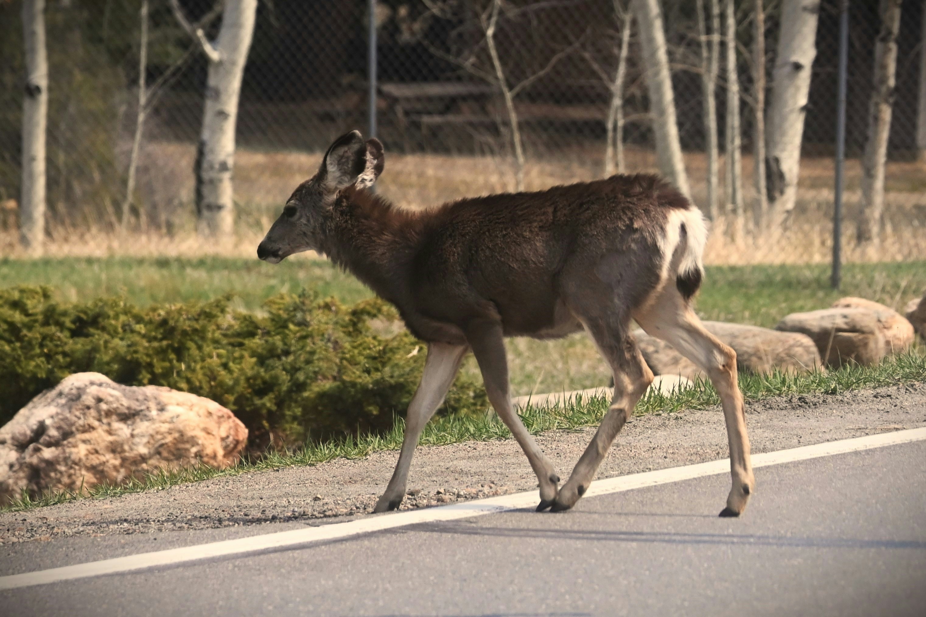 A deer crosses a paved road with trees in background
