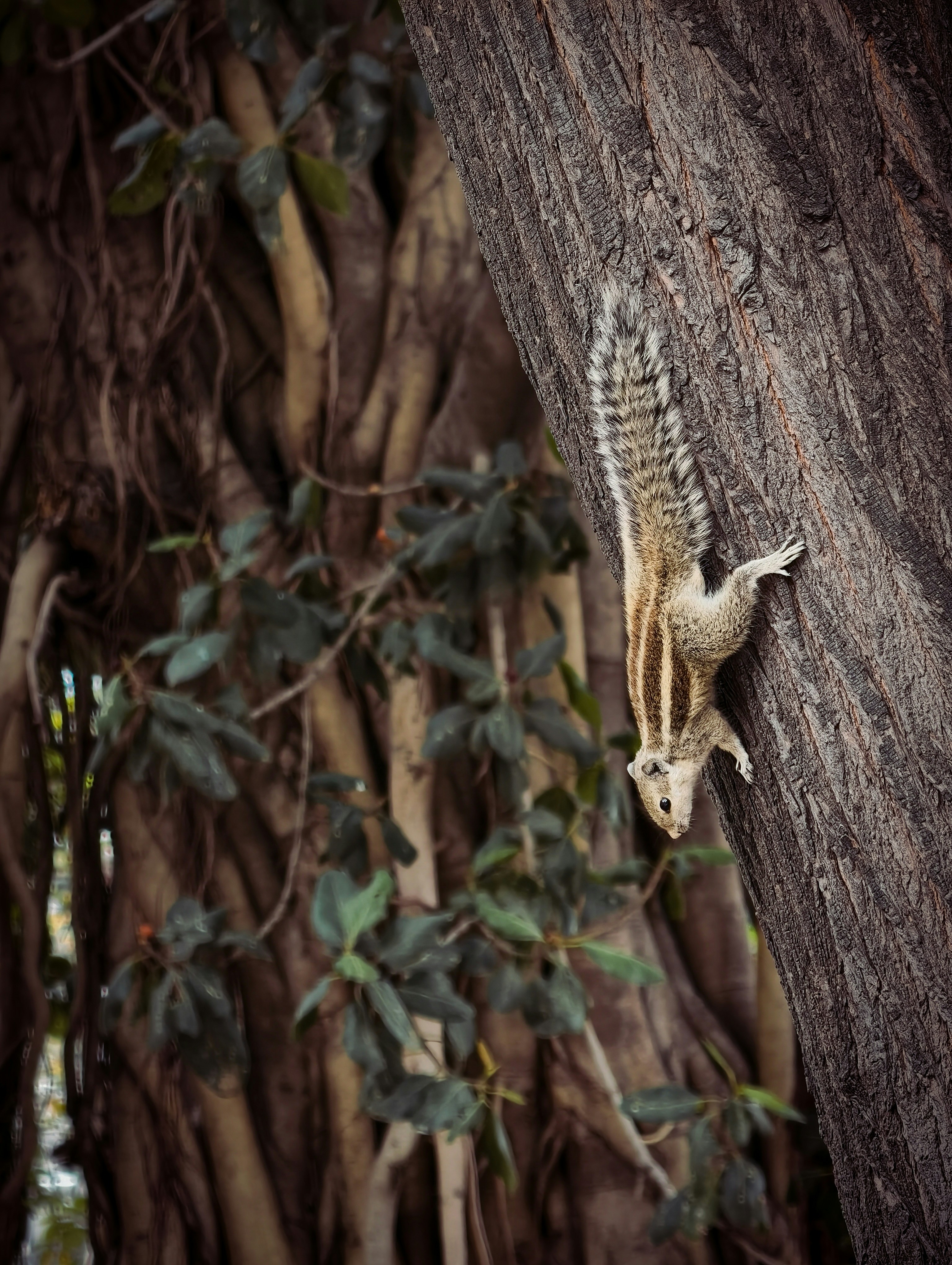 A striped squirrel climbs down a tree trunk.