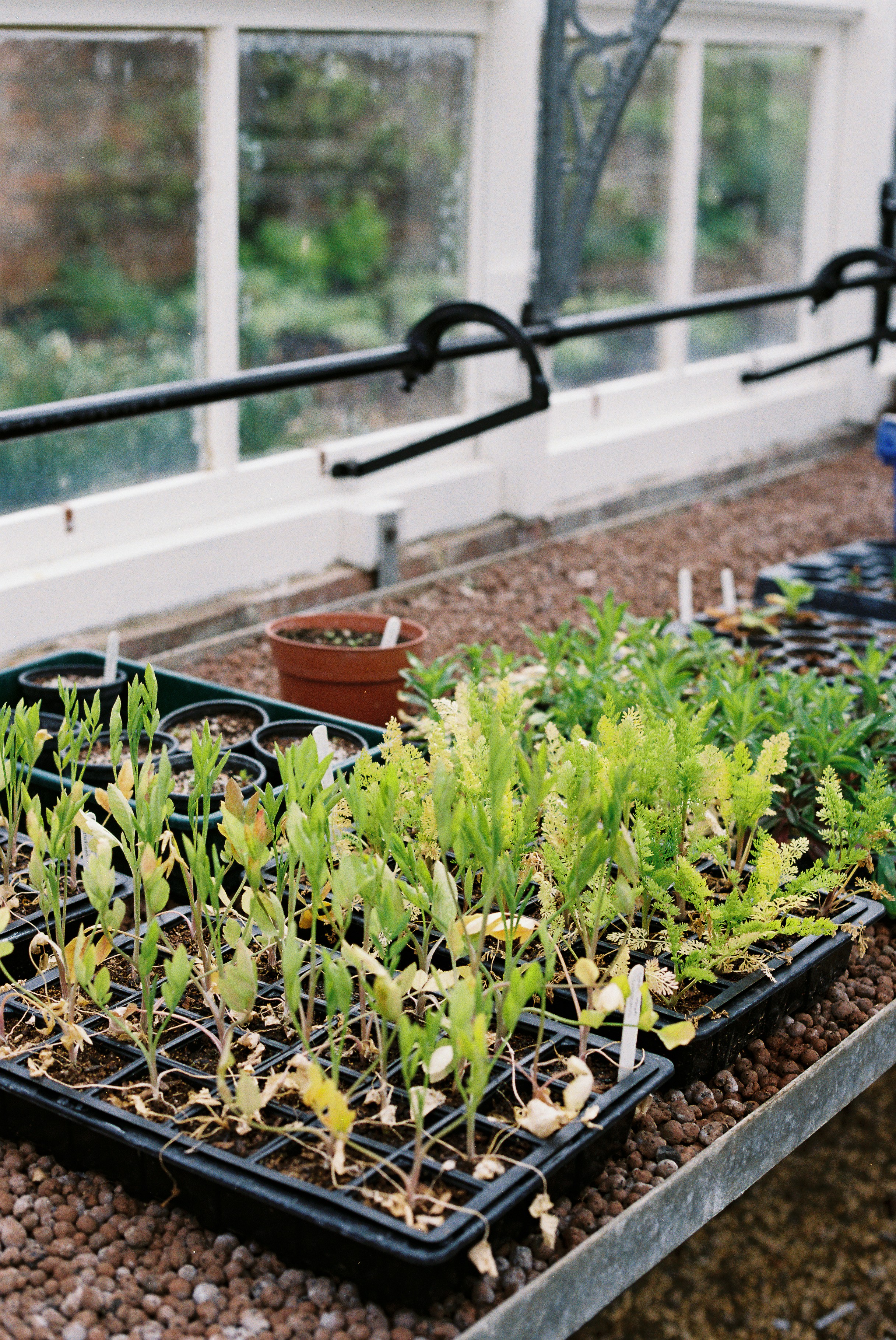 Monitoring and Transplanting Mature Seedlings