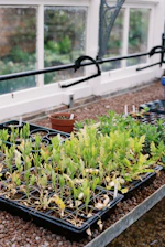Seedlings growing in trays inside a greenhouse.