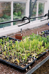 Seedlings growing in trays inside a greenhouse.