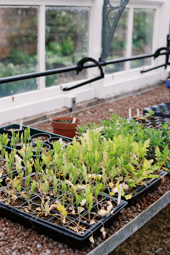 Seedlings growing in trays inside a greenhouse.