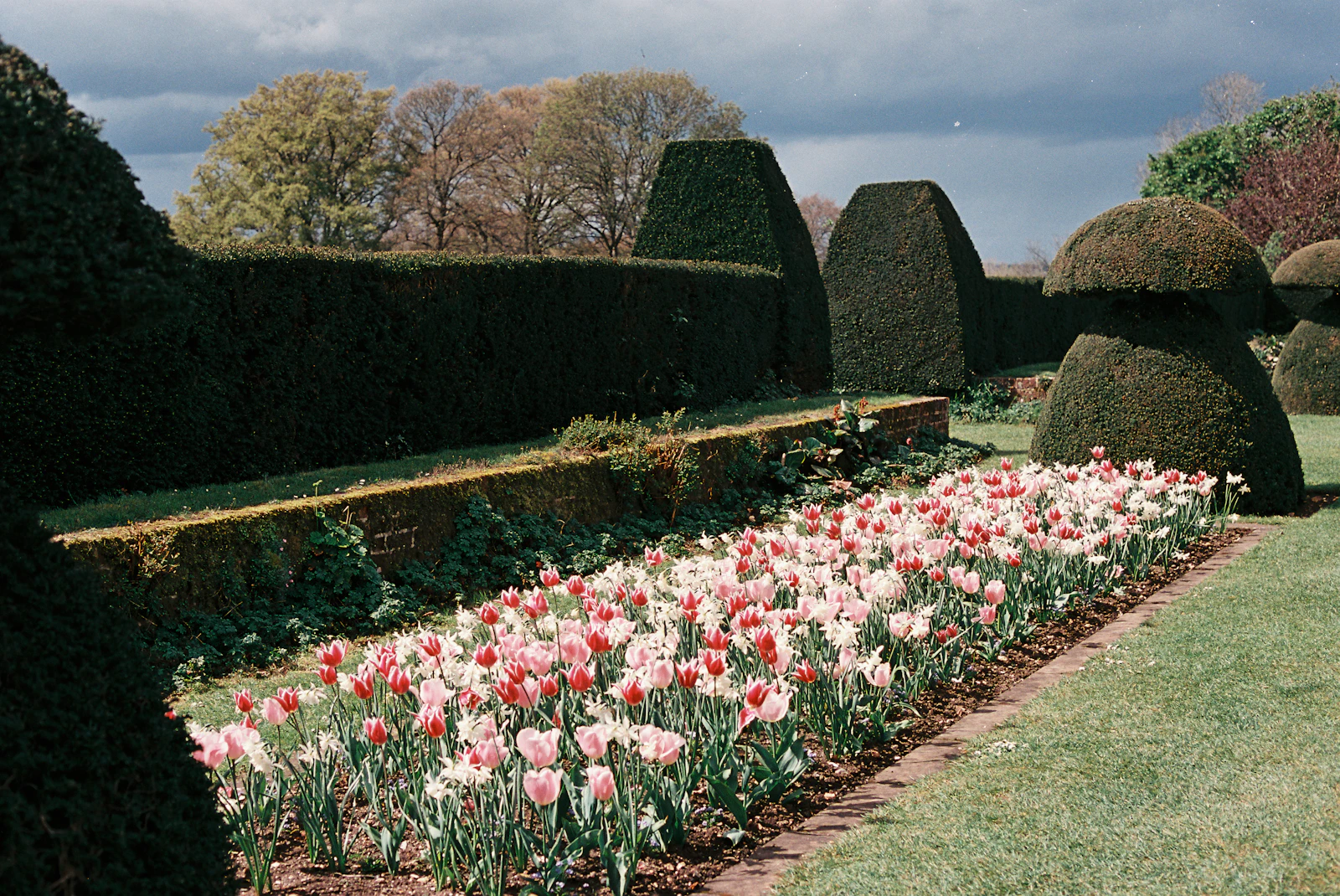 Tulips in a formal bed under cloud-pruned hedging