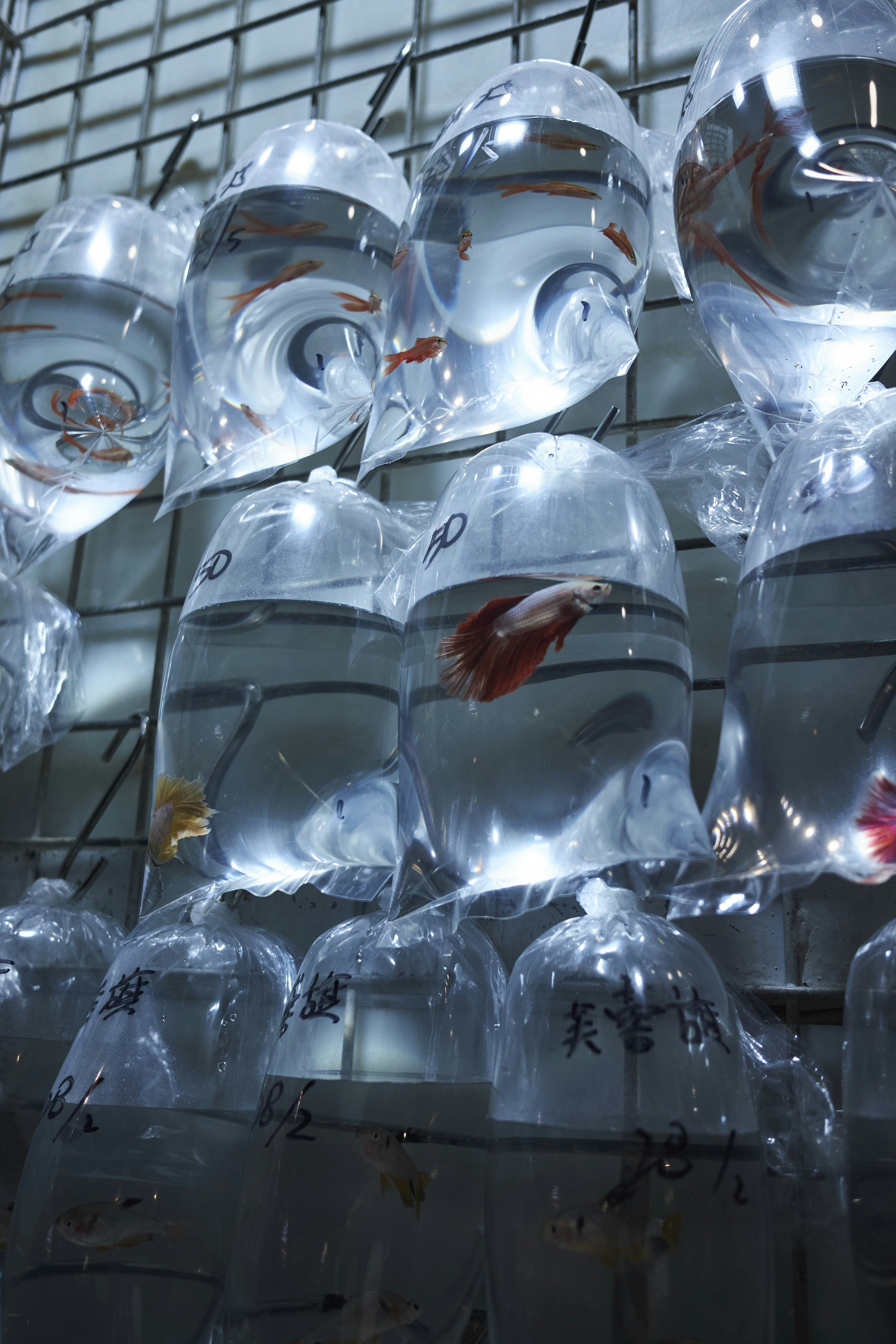 Small fish in plastic bags filled with water