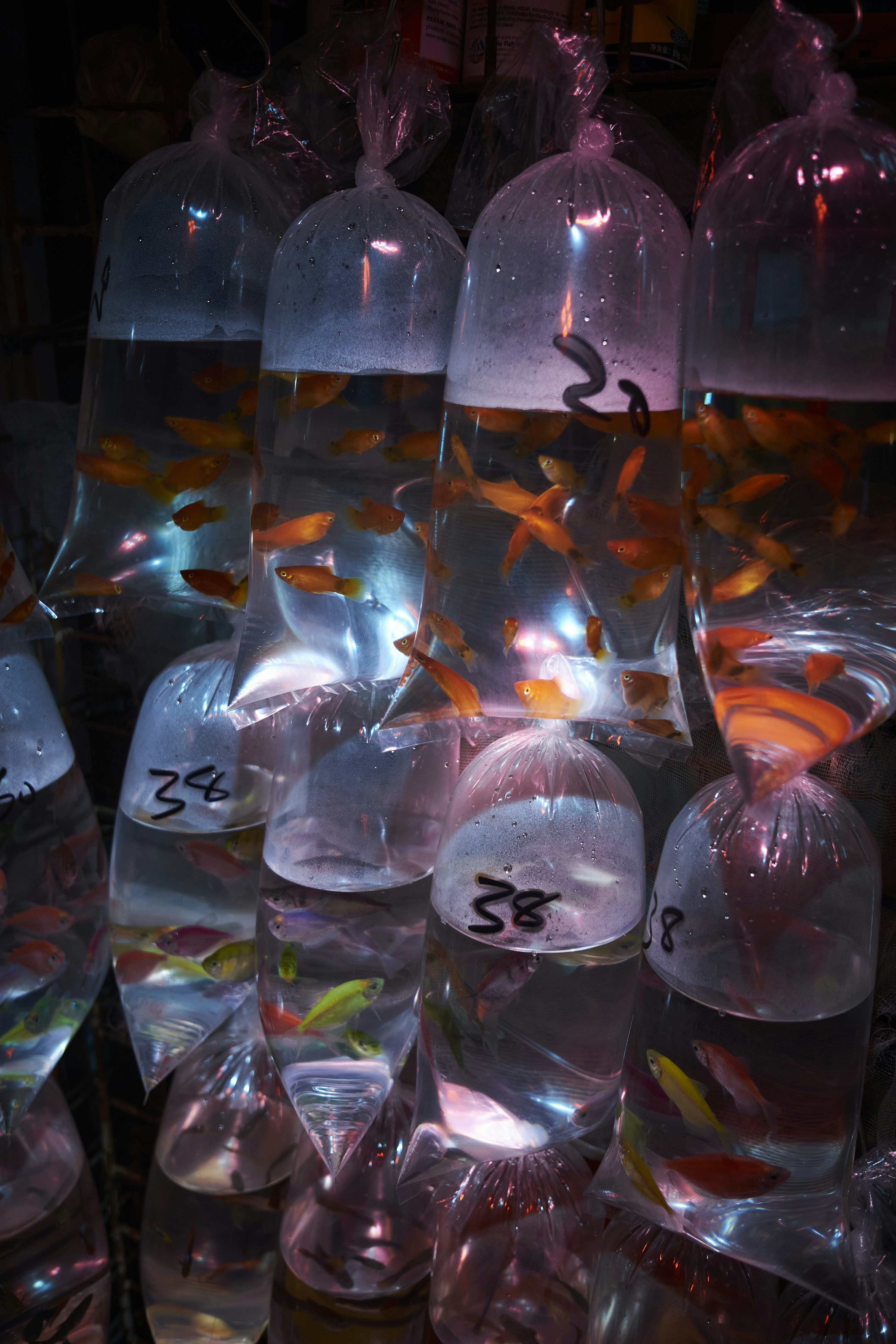 Small fish in plastic bags at a market.