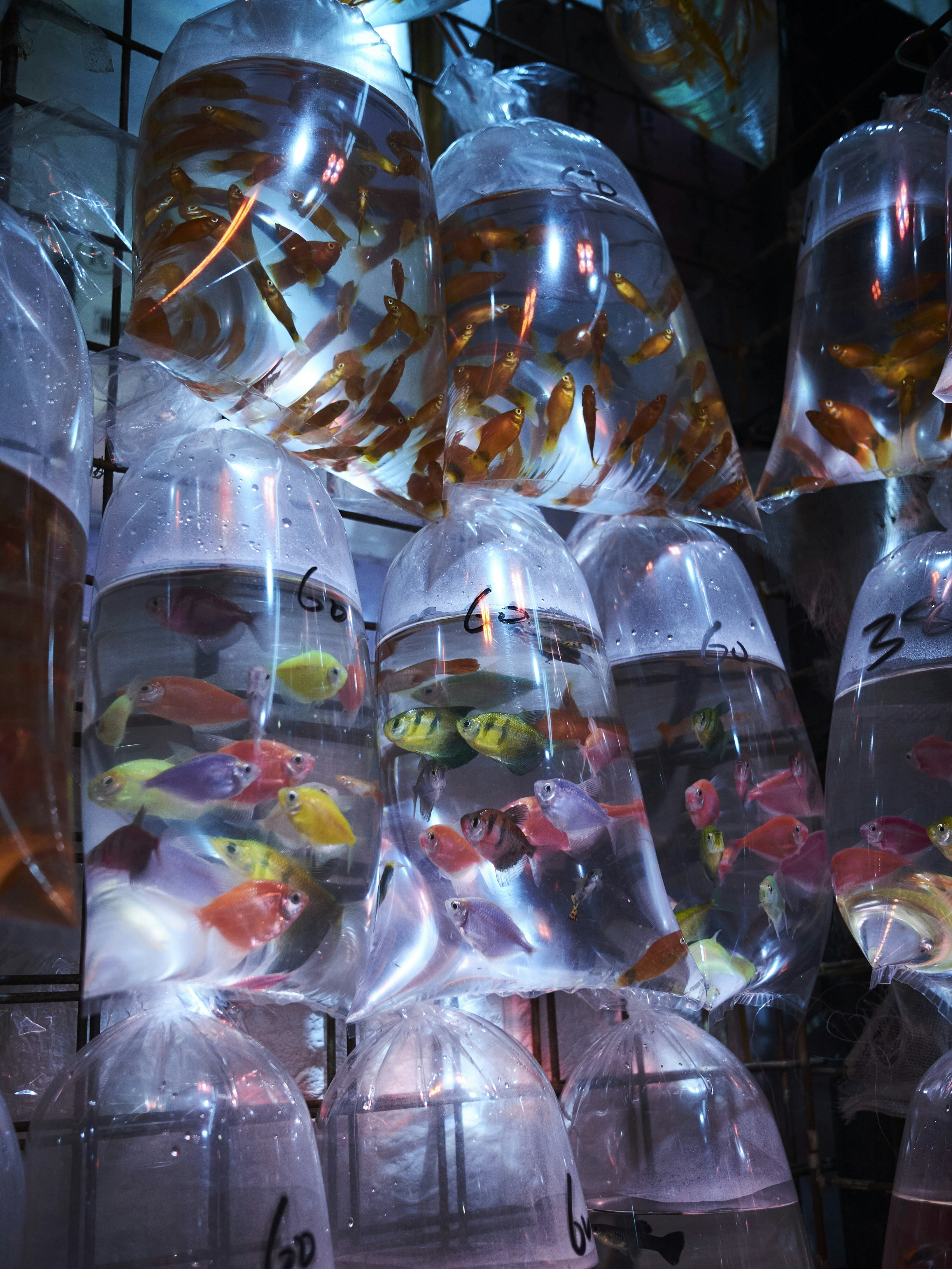 Colorful fish in plastic bags at a market.