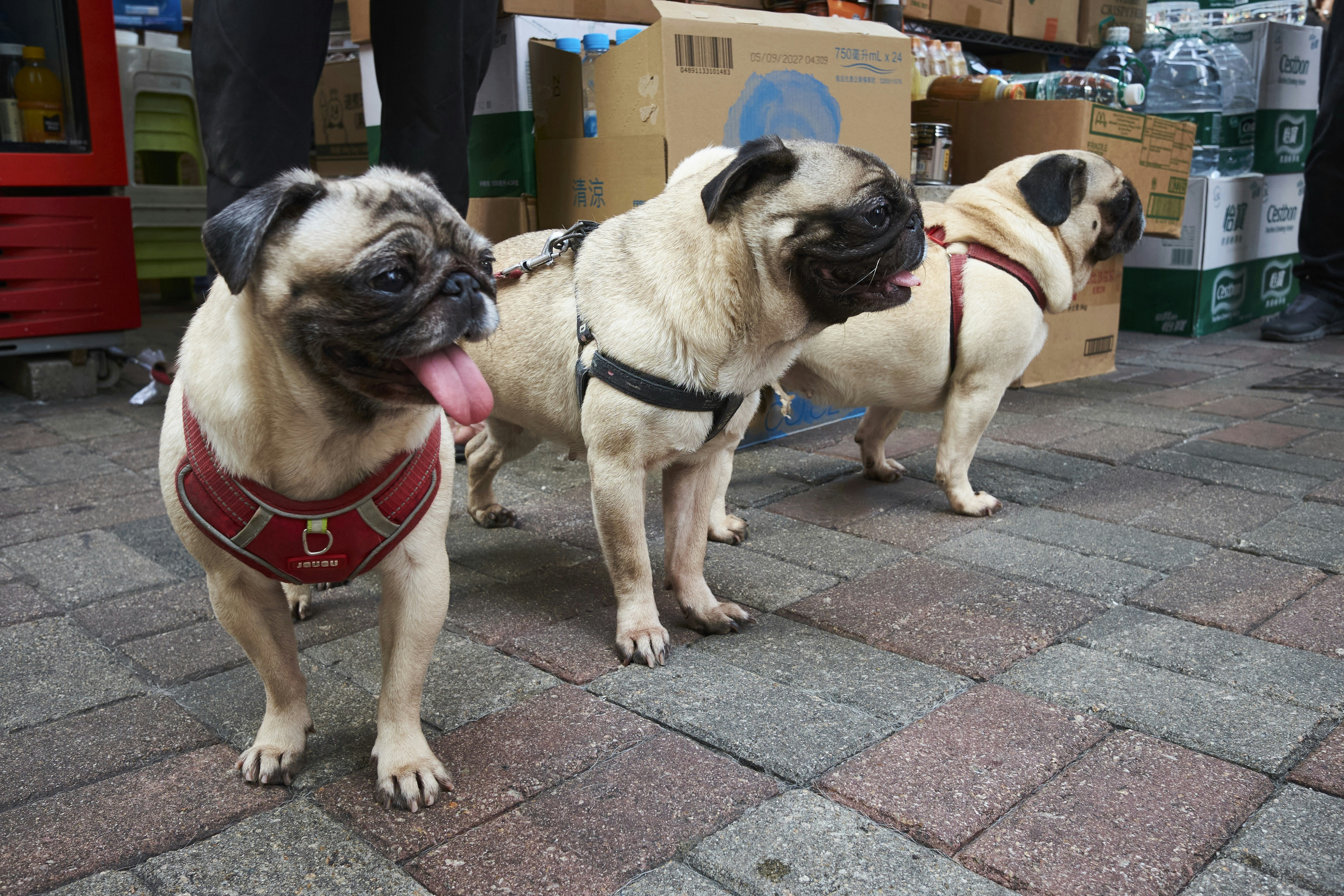 Three pugs stand on a paved walkway.