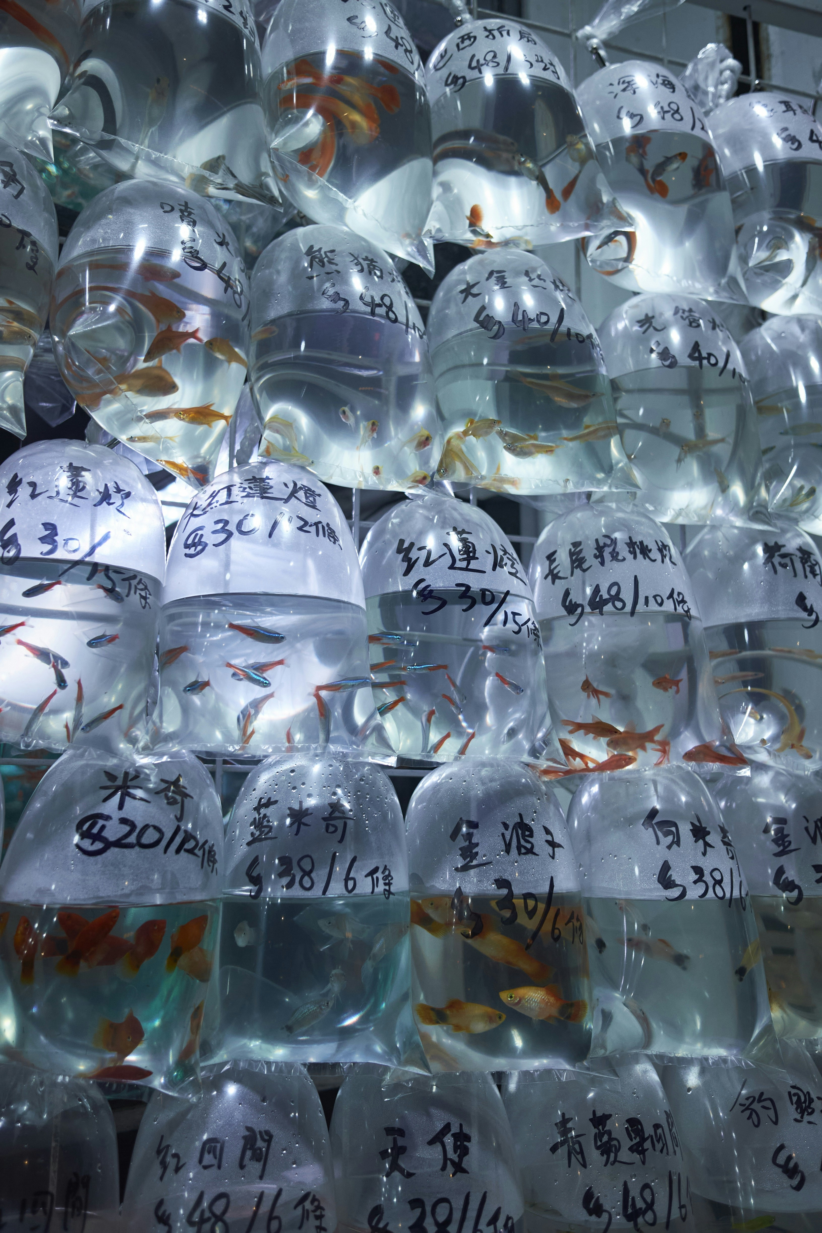 Small fish in clear plastic bags with water