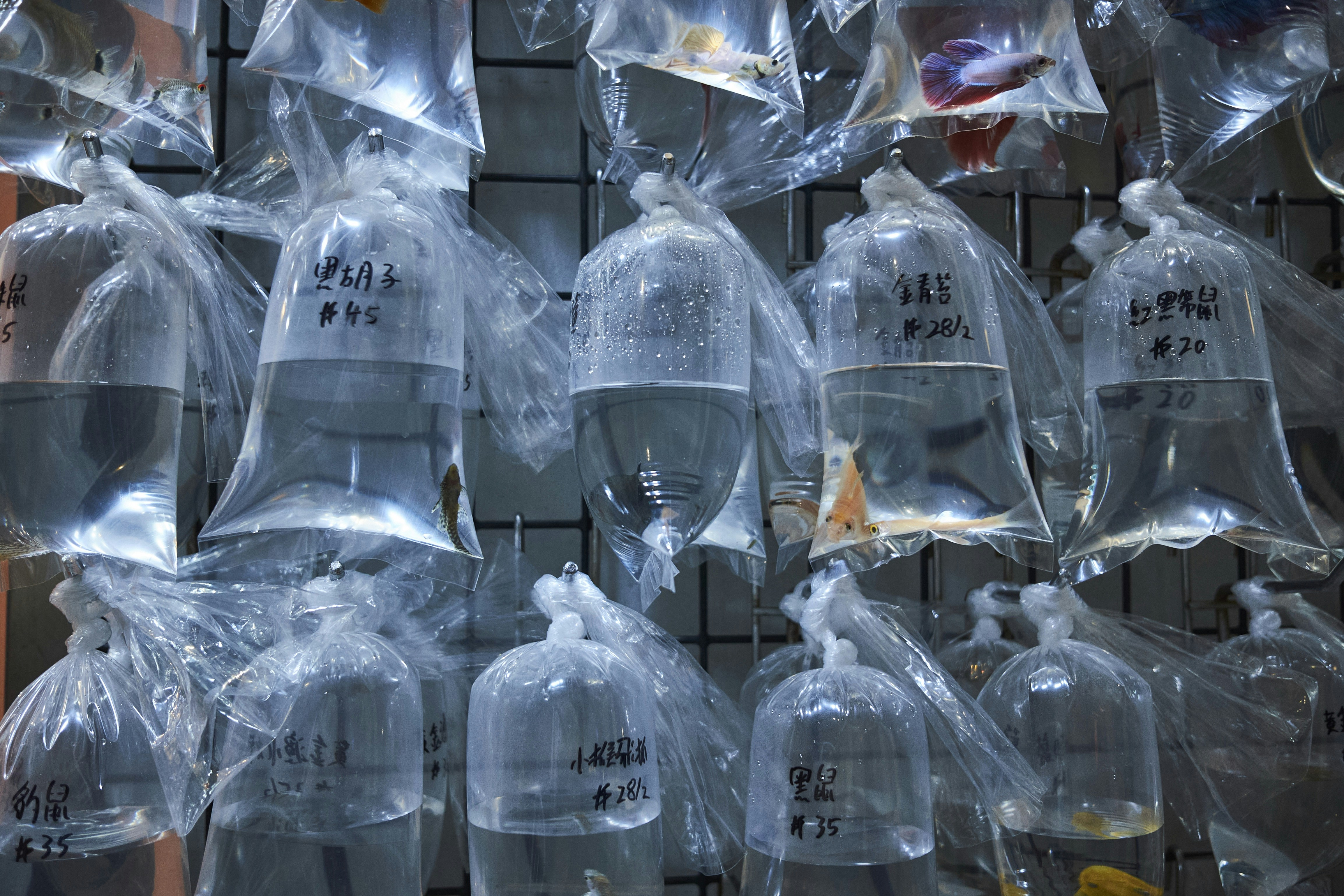 Fish in plastic bags hanging on a rack