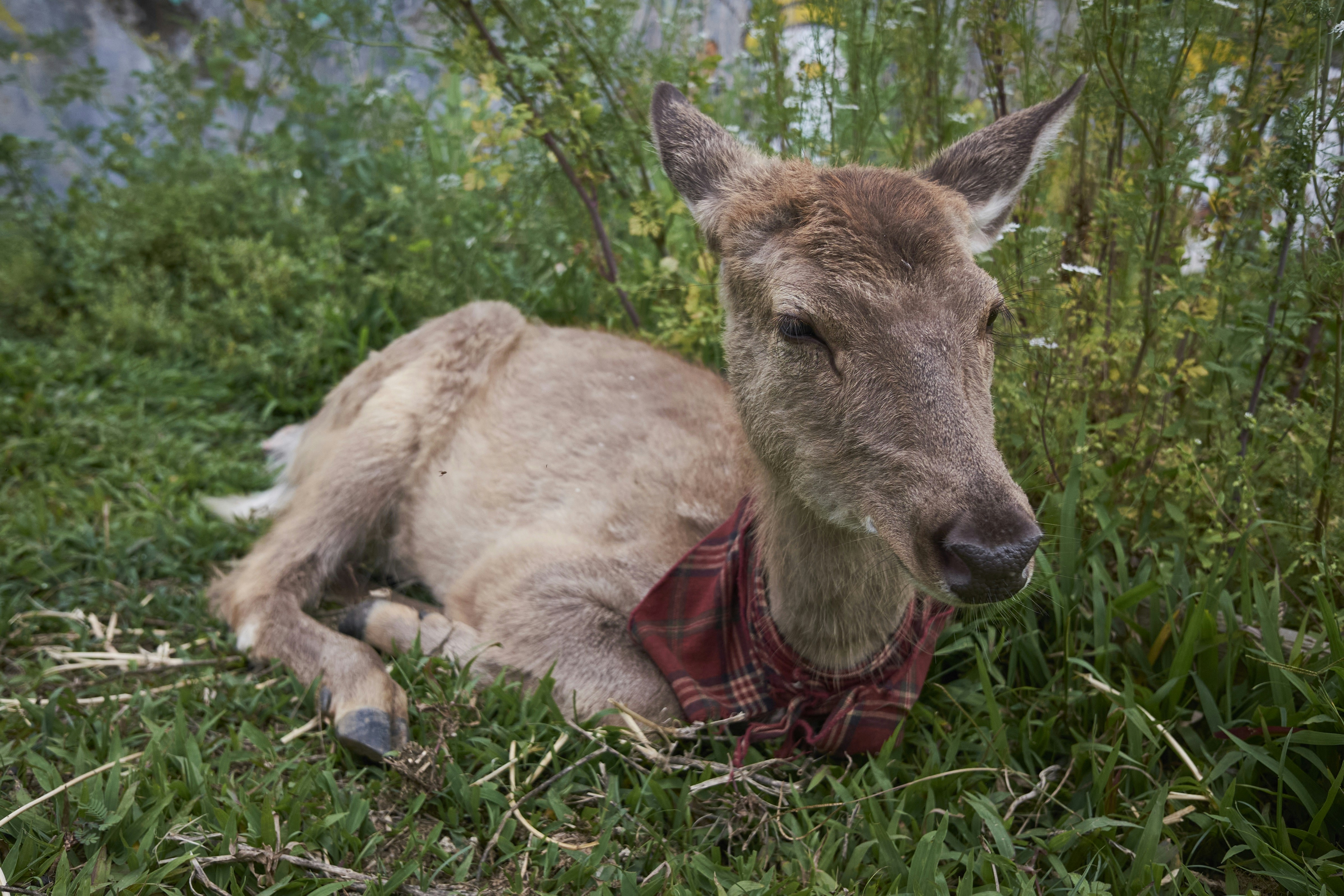 A young deer rests in the grass wearing a bandana.