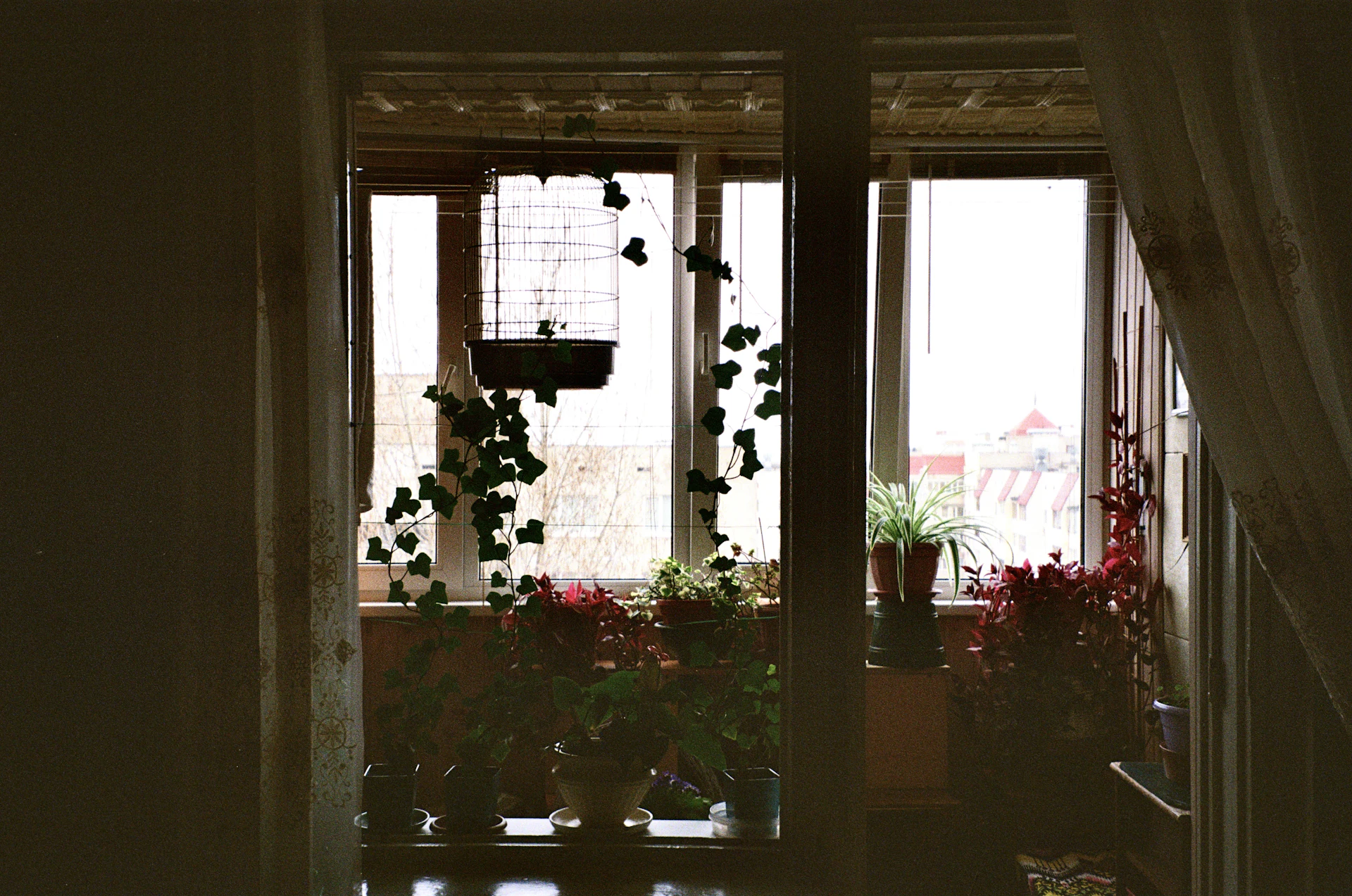 Plants on a balcony seen through a doorway