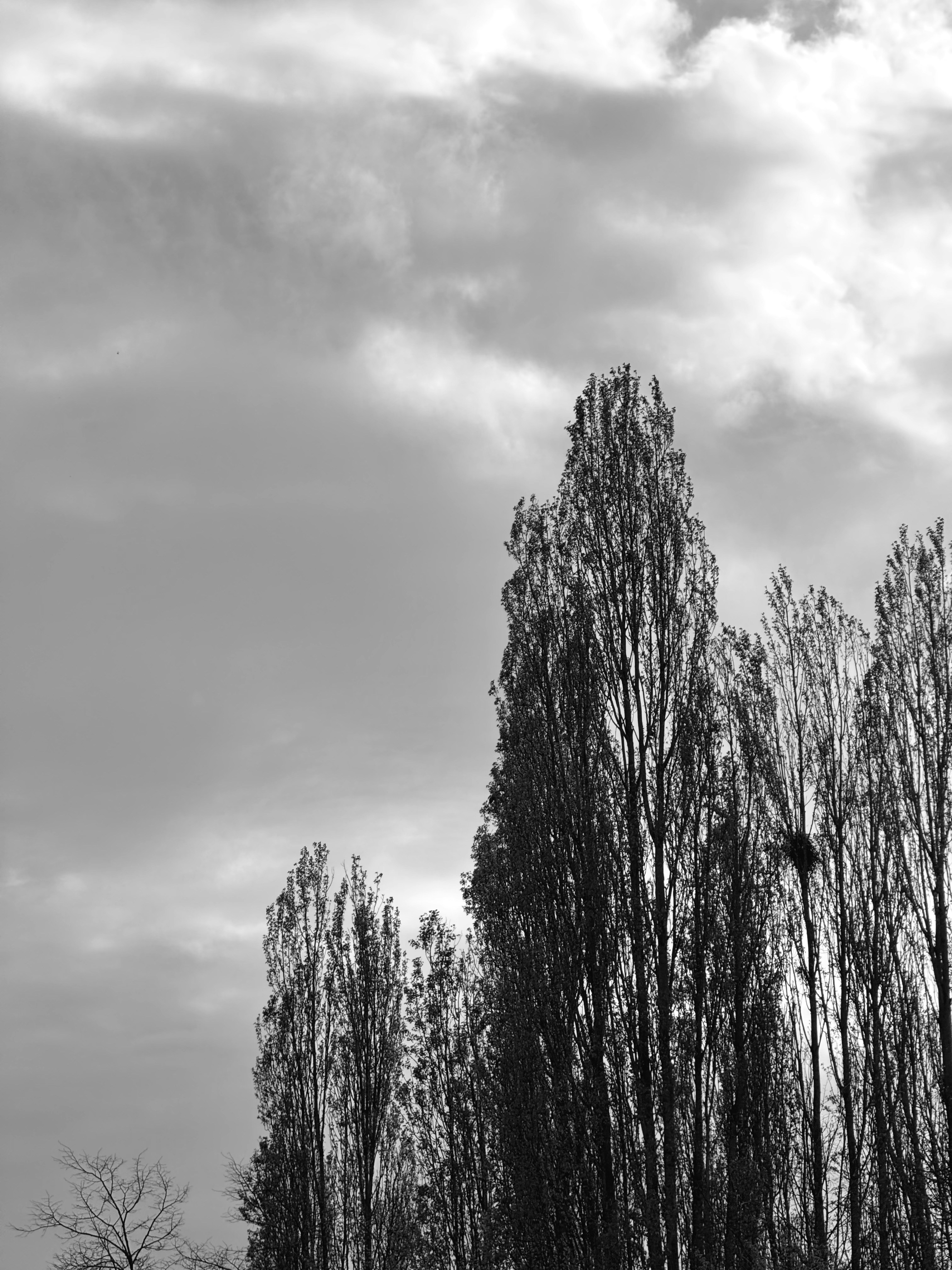 Tall trees against a cloudy sky