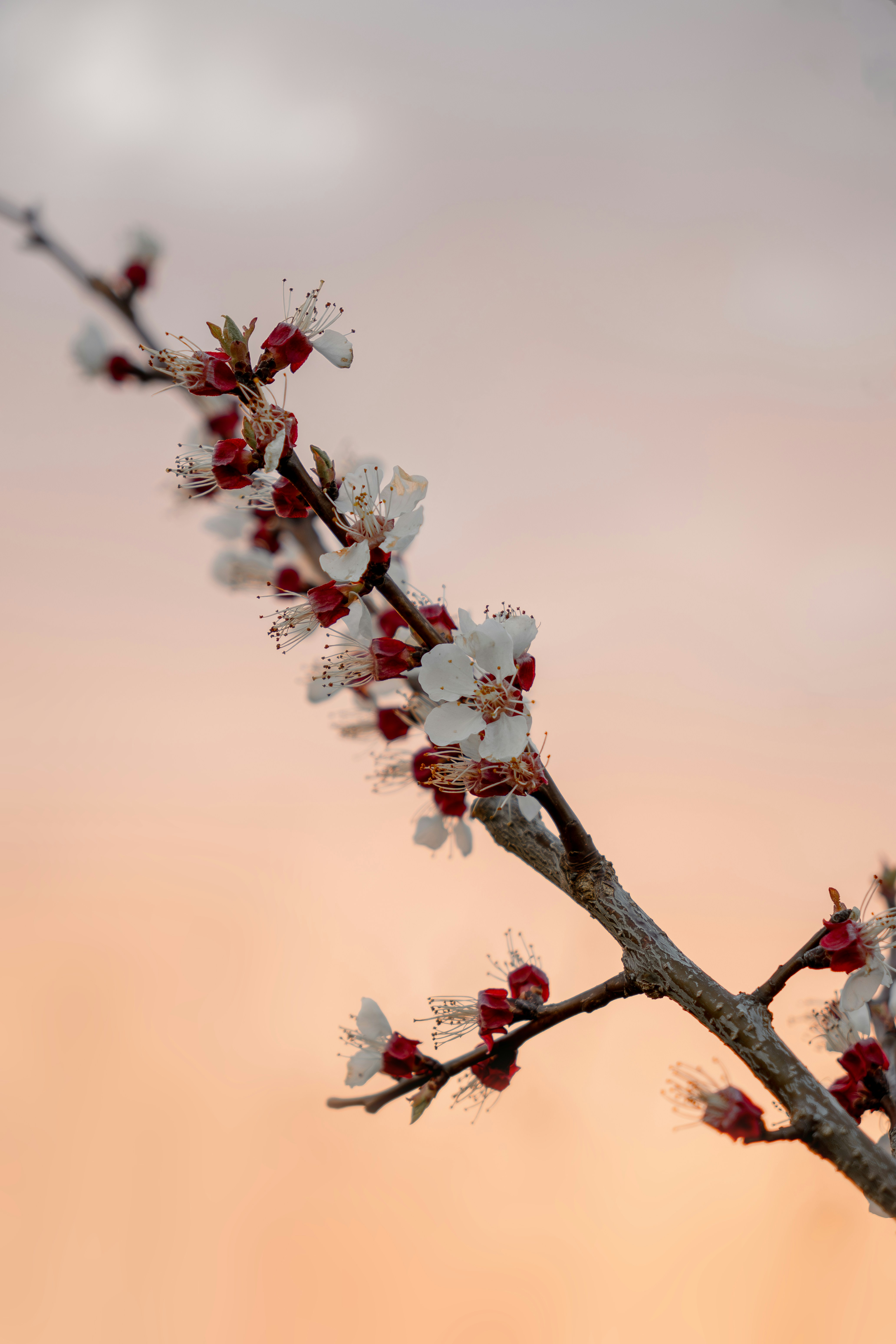 Ein zarter Ast mit weißen und roten Blüten.