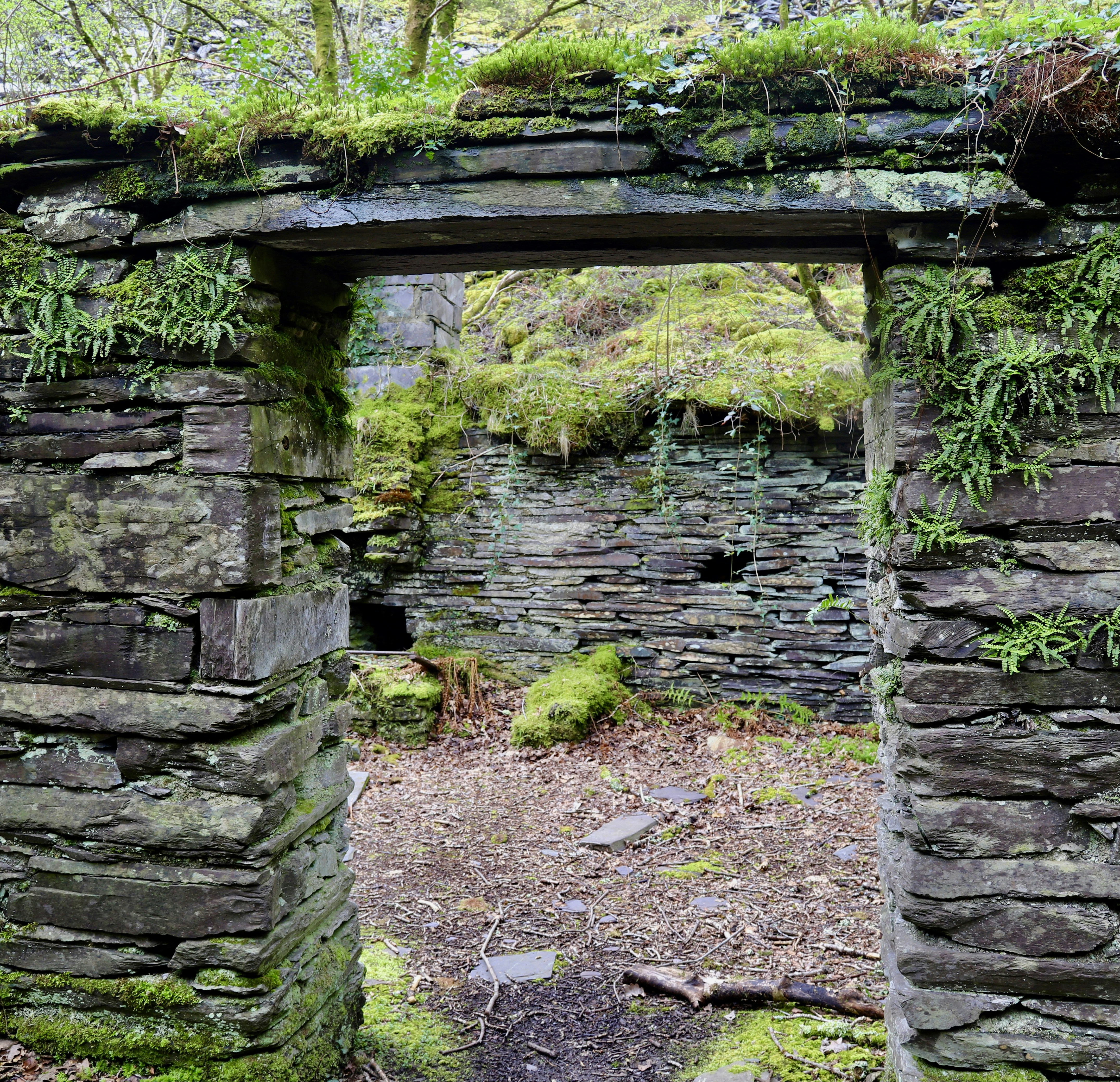 Des ruines de pierre envahies par la végétation dans un cadre forestier luxuriant.