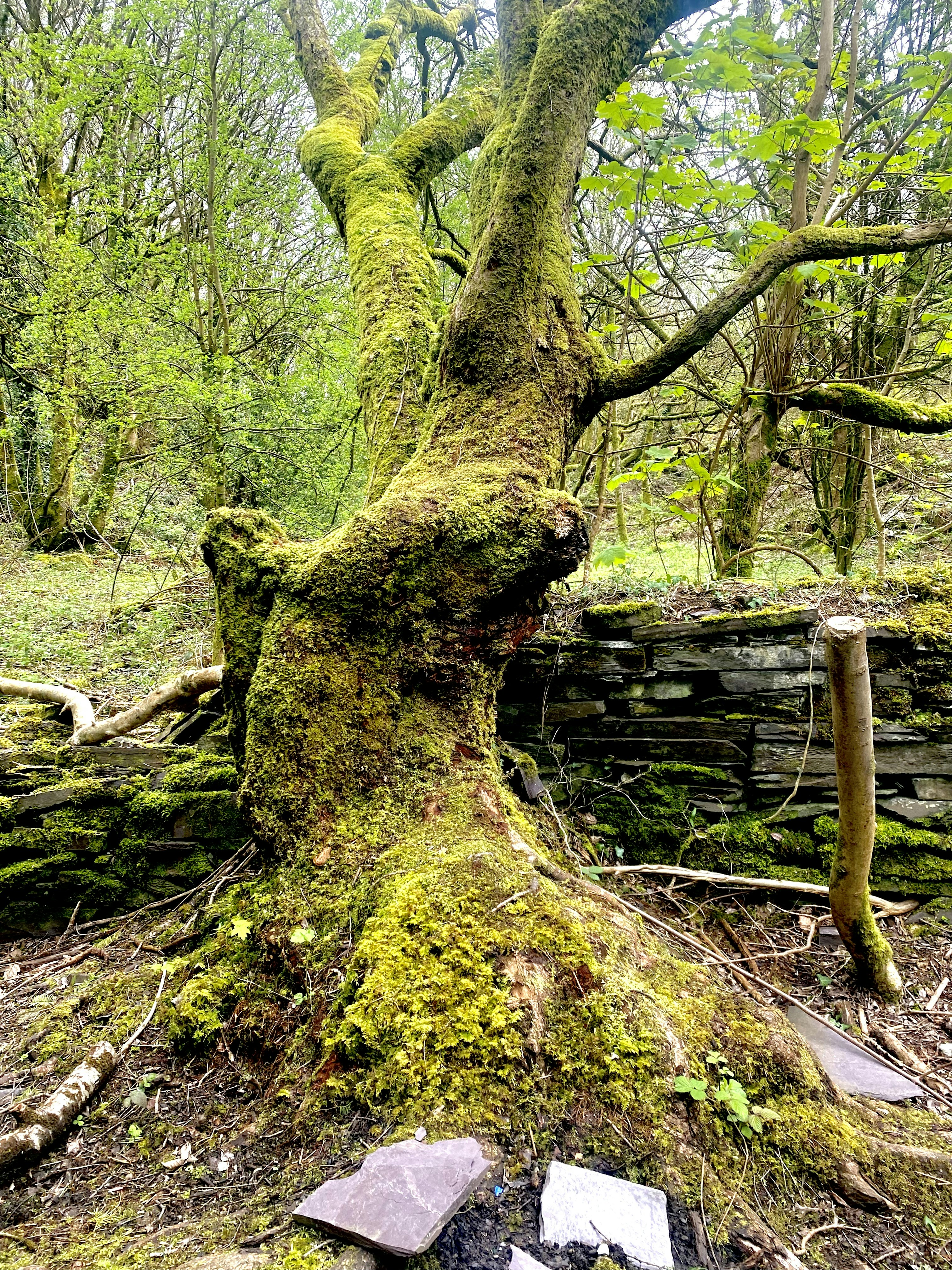 Tronc d’arbre couvert de mousse avec un mur de pierre derrière