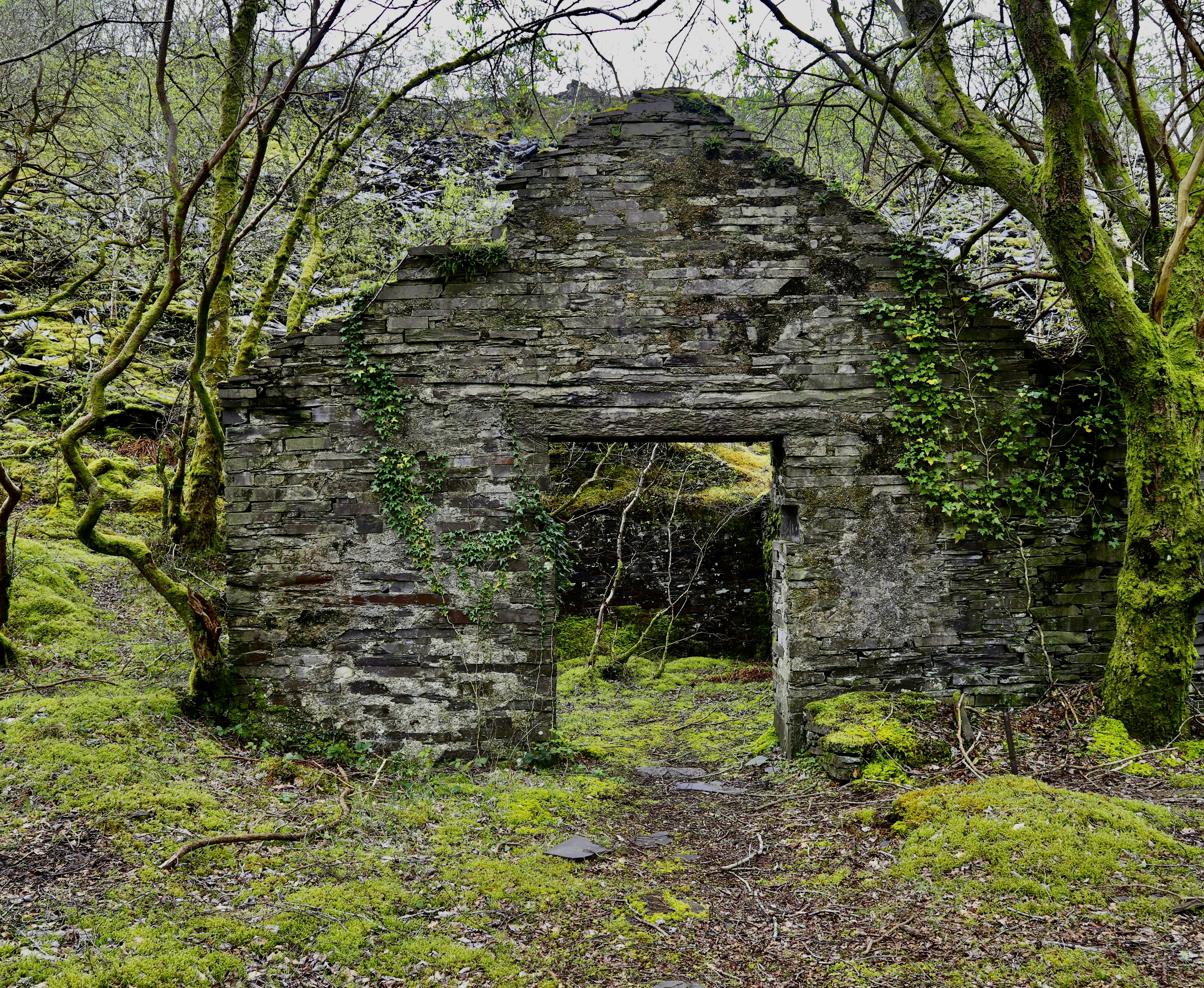 Des ruines en pierre envahies par la végétation d’un vieux bâtiment dans une forêt.