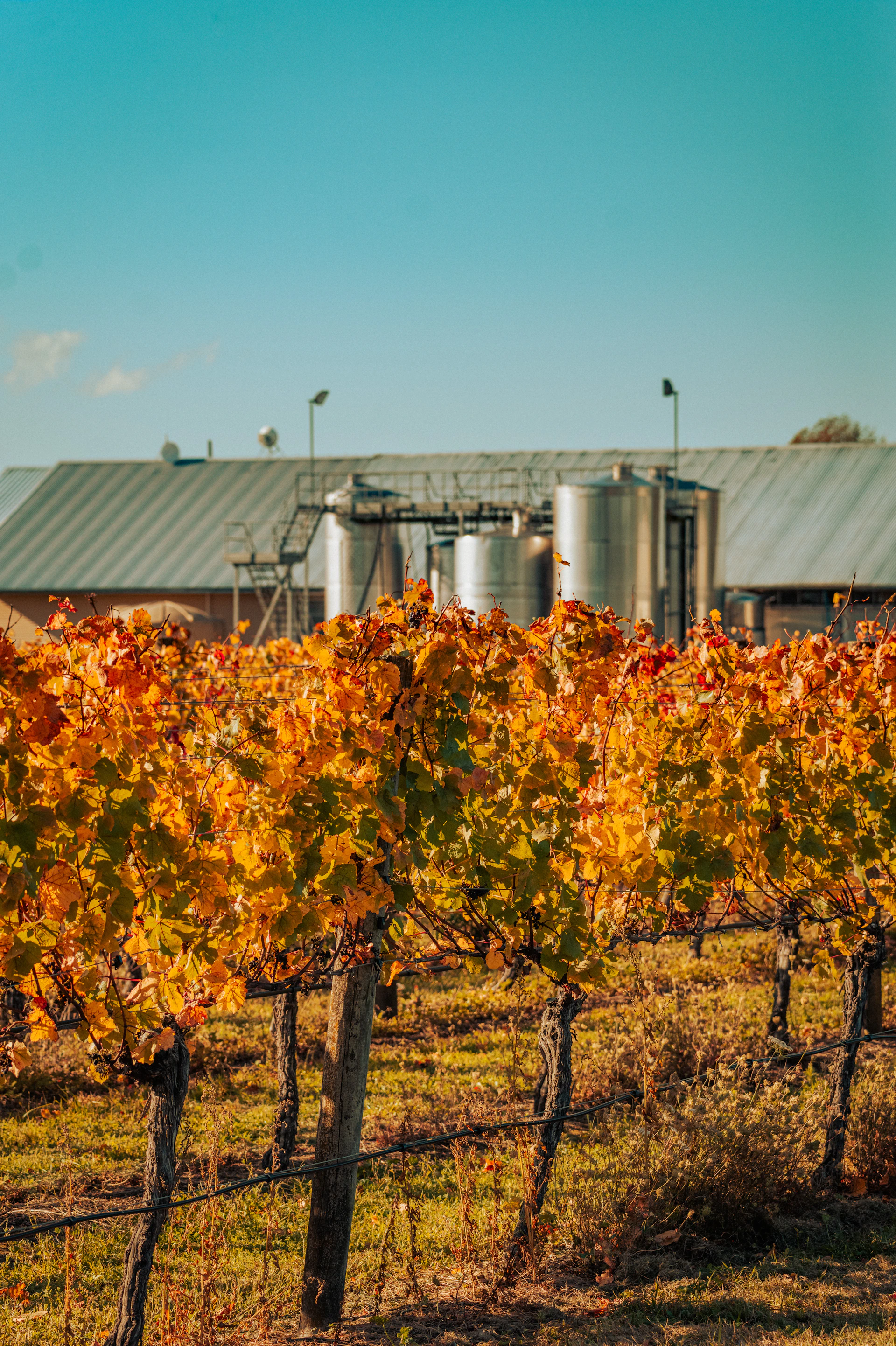 Vineyard with autumn leaves and winery buildings