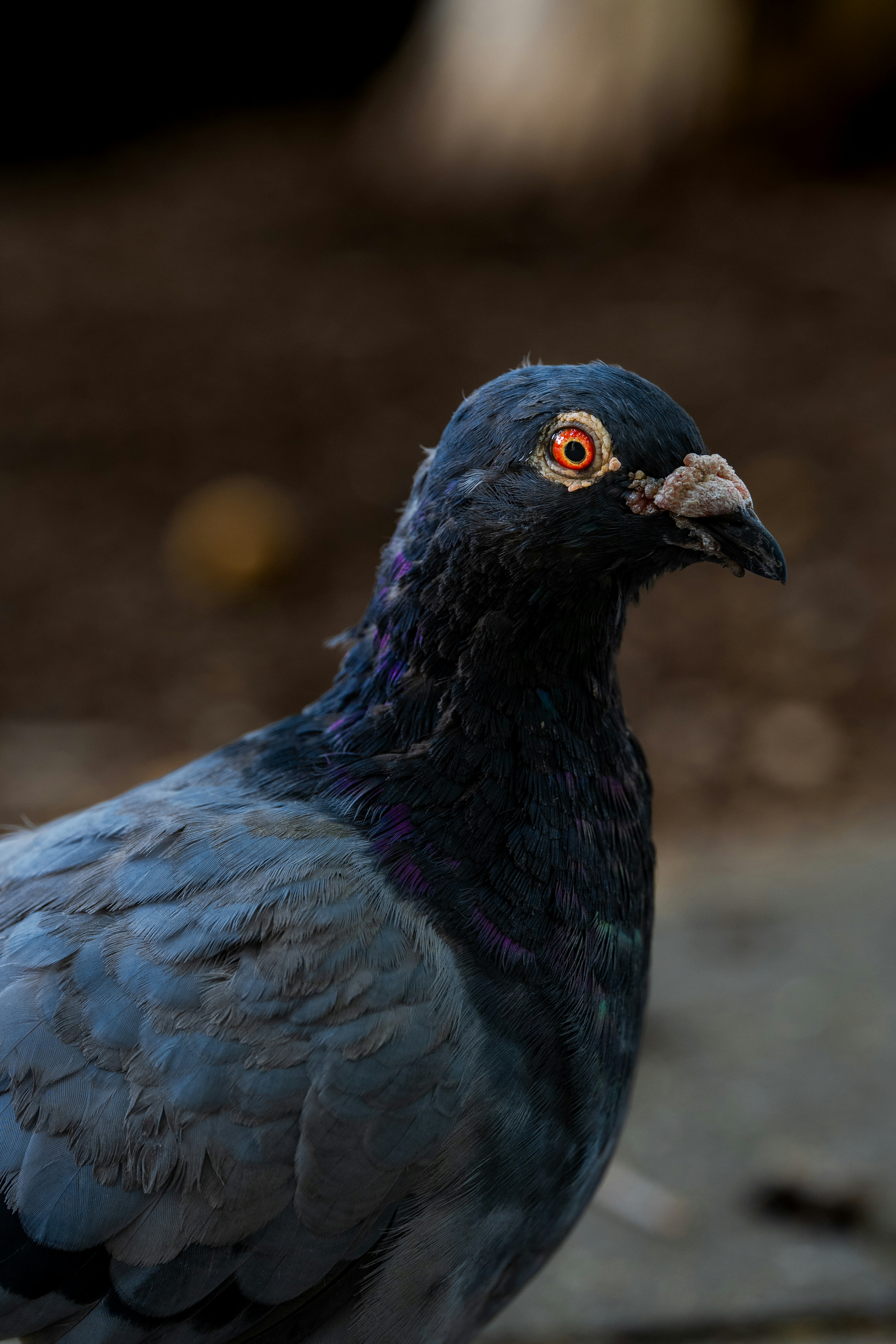 Un gros plan d’un pigeon aux yeux orange.