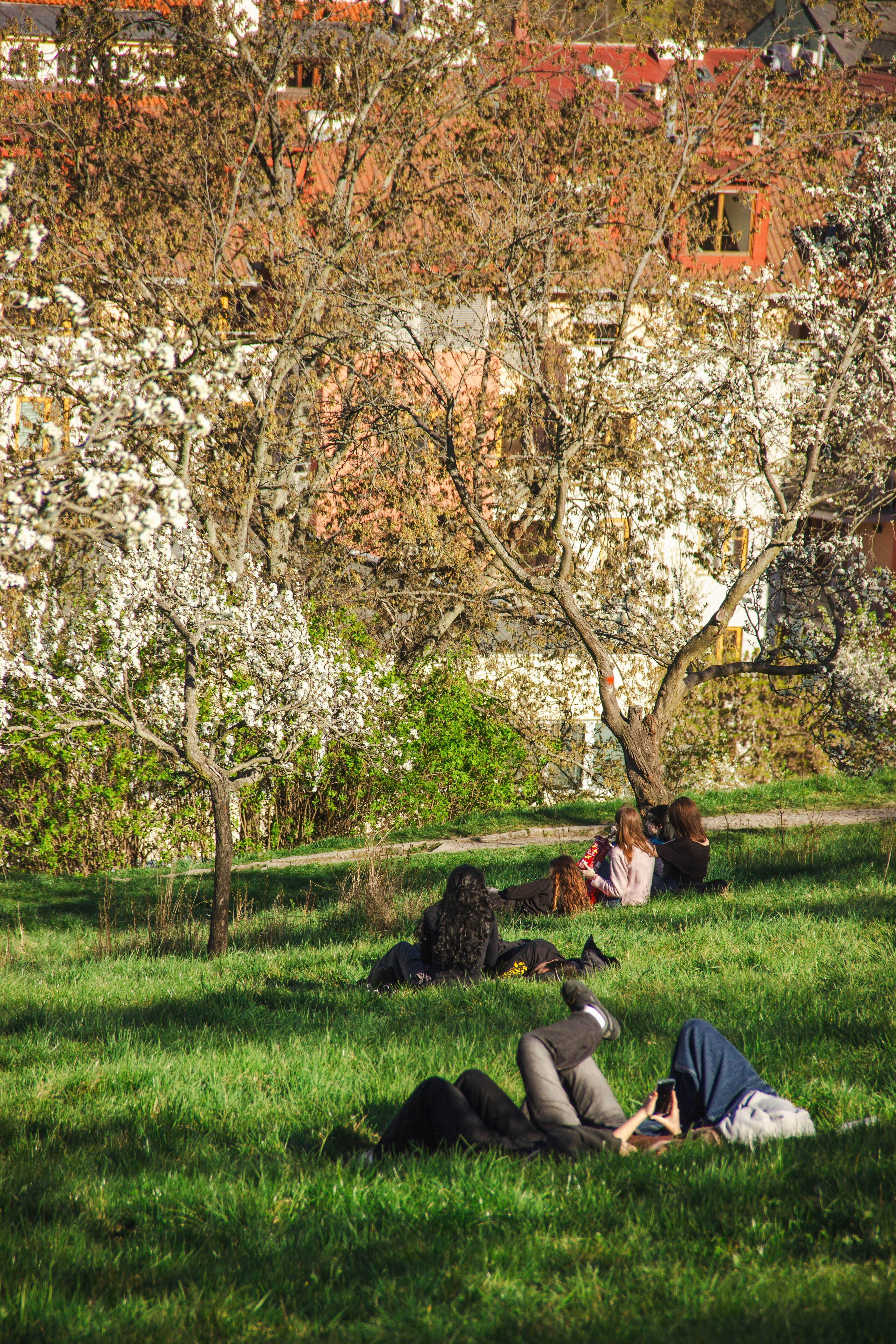 People relaxing on grassy hill with blooming trees.